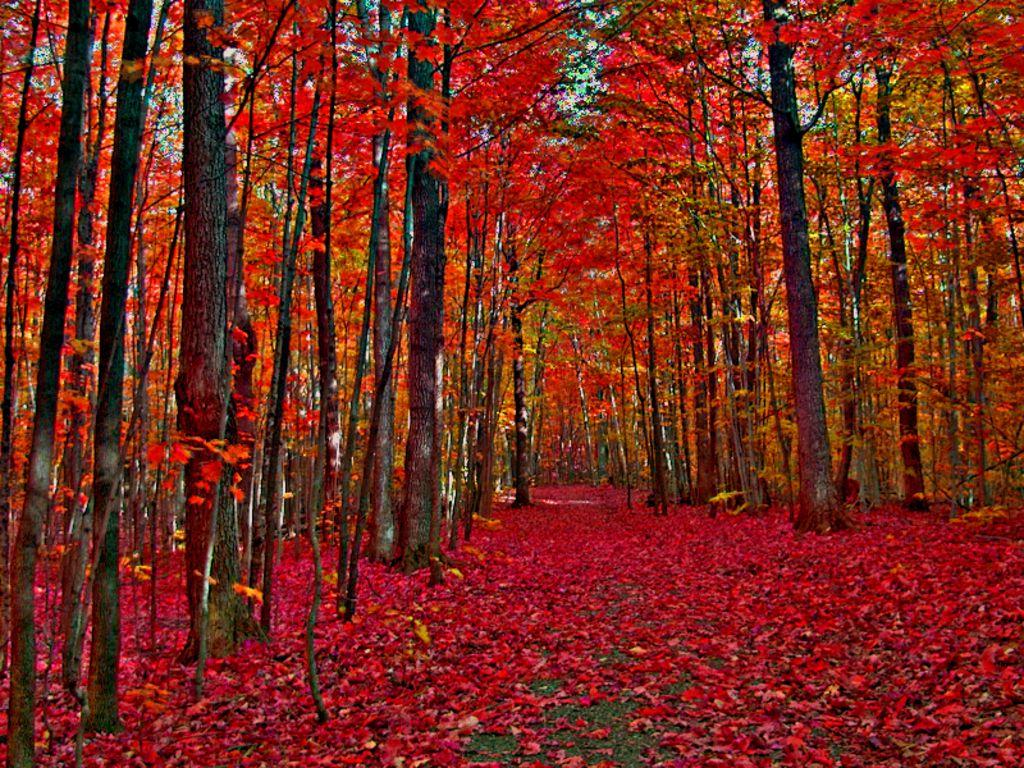Autumn trees. Canada in Autumn Wallpaper