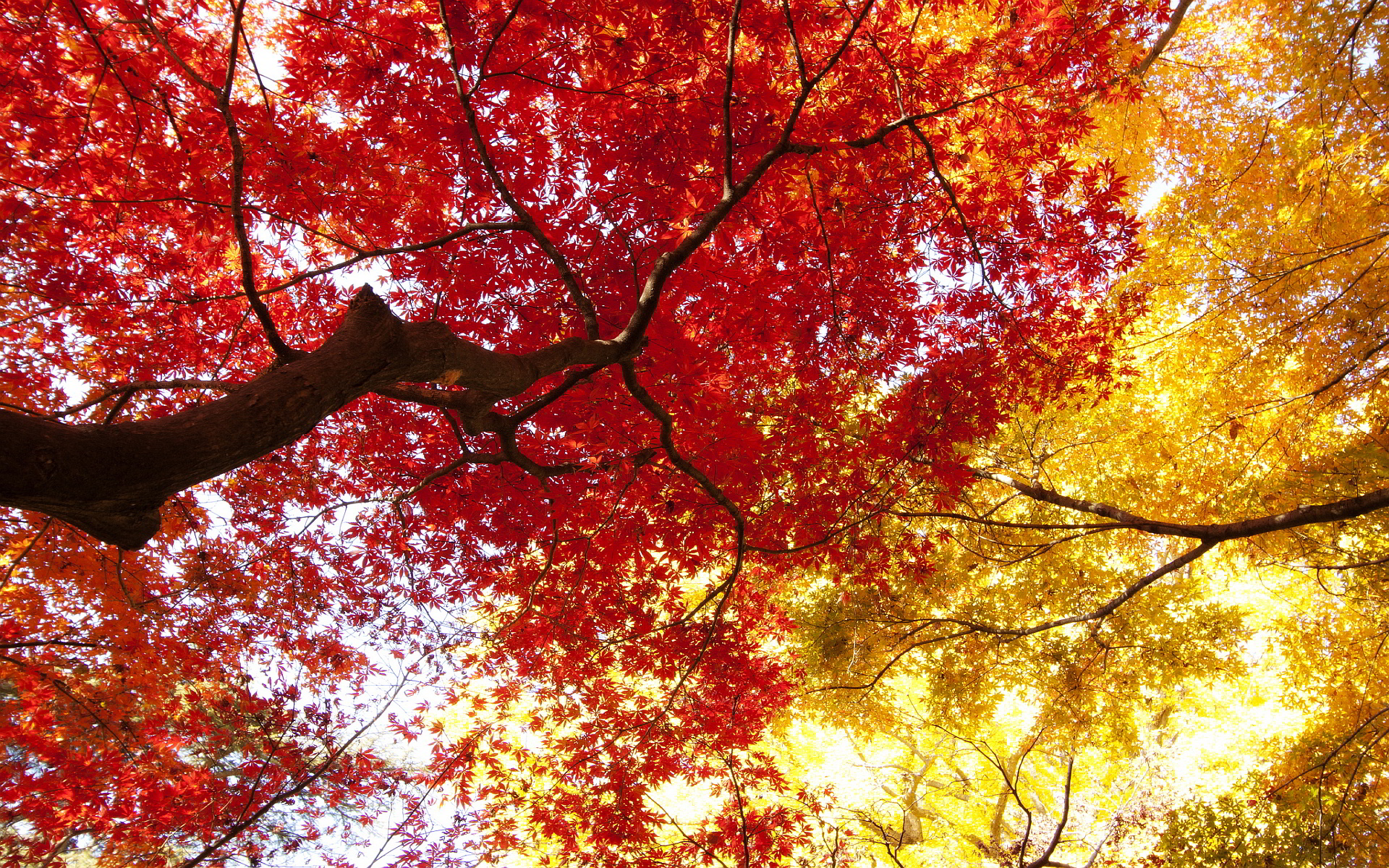 Fall Tree Wallpaper