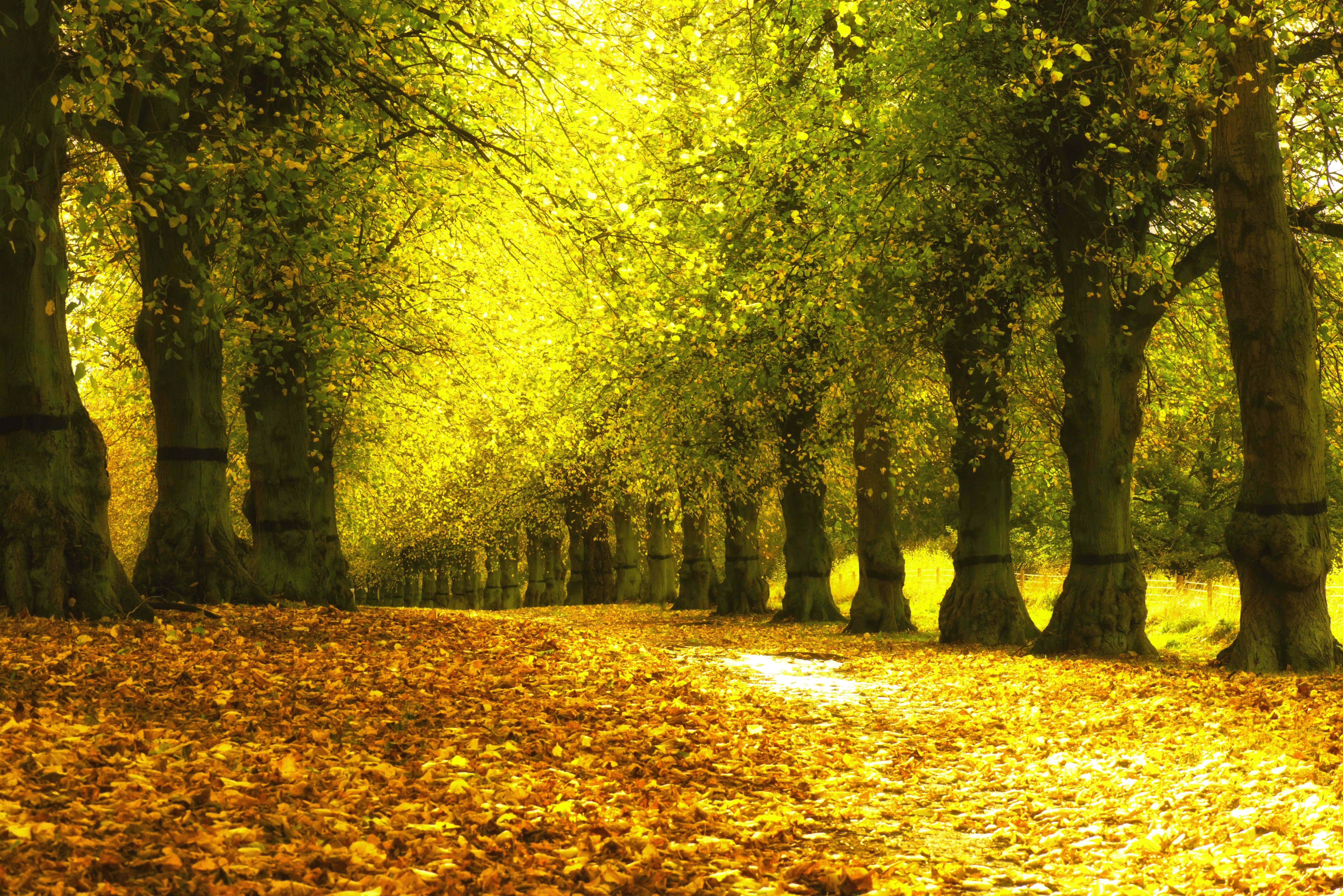 Autumn Wallpaper, Background, Image, Picture