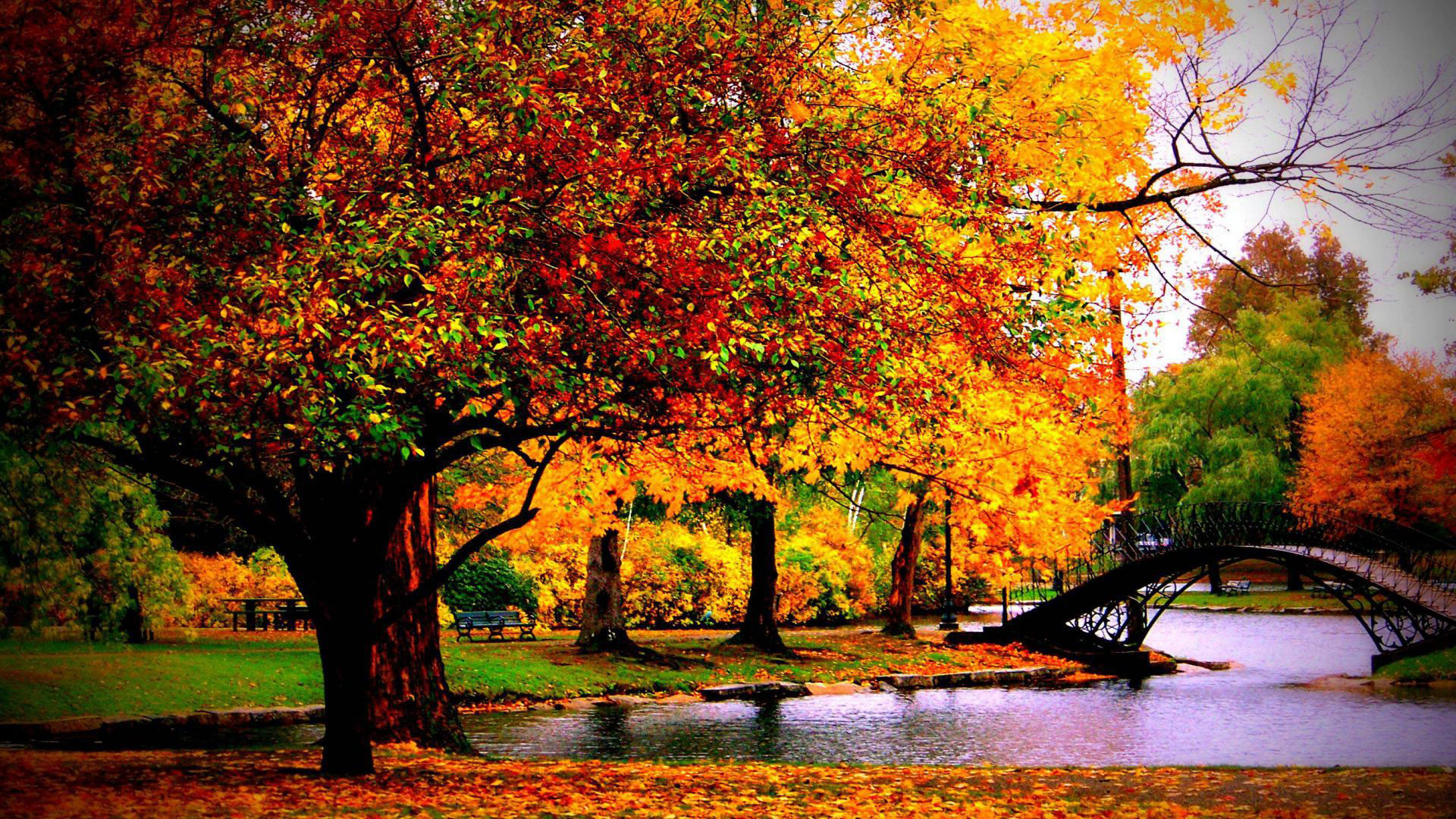 Fall Trees Background