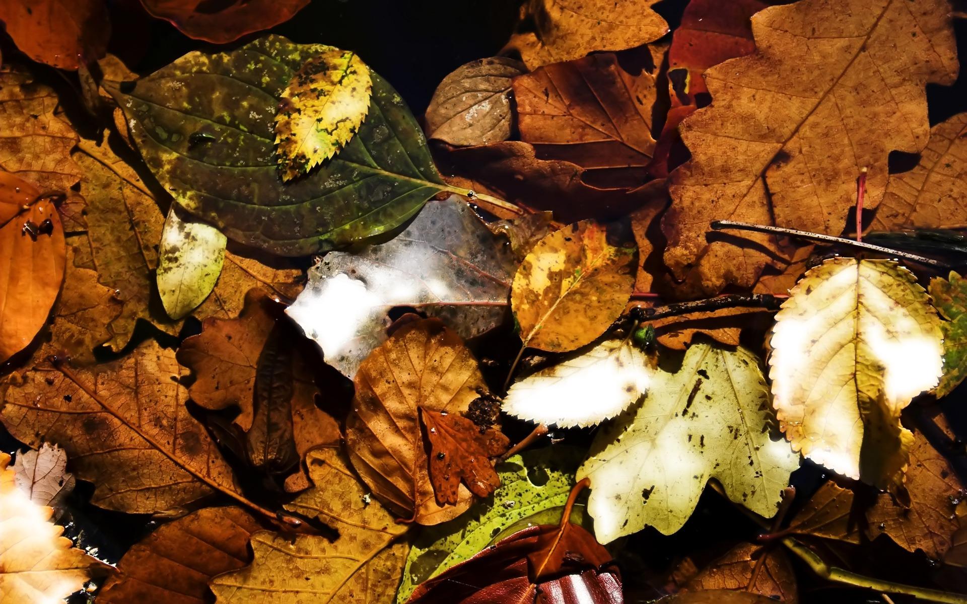 Colors of fall Wallpaper Autumn Nature Wallpaper in jpg
