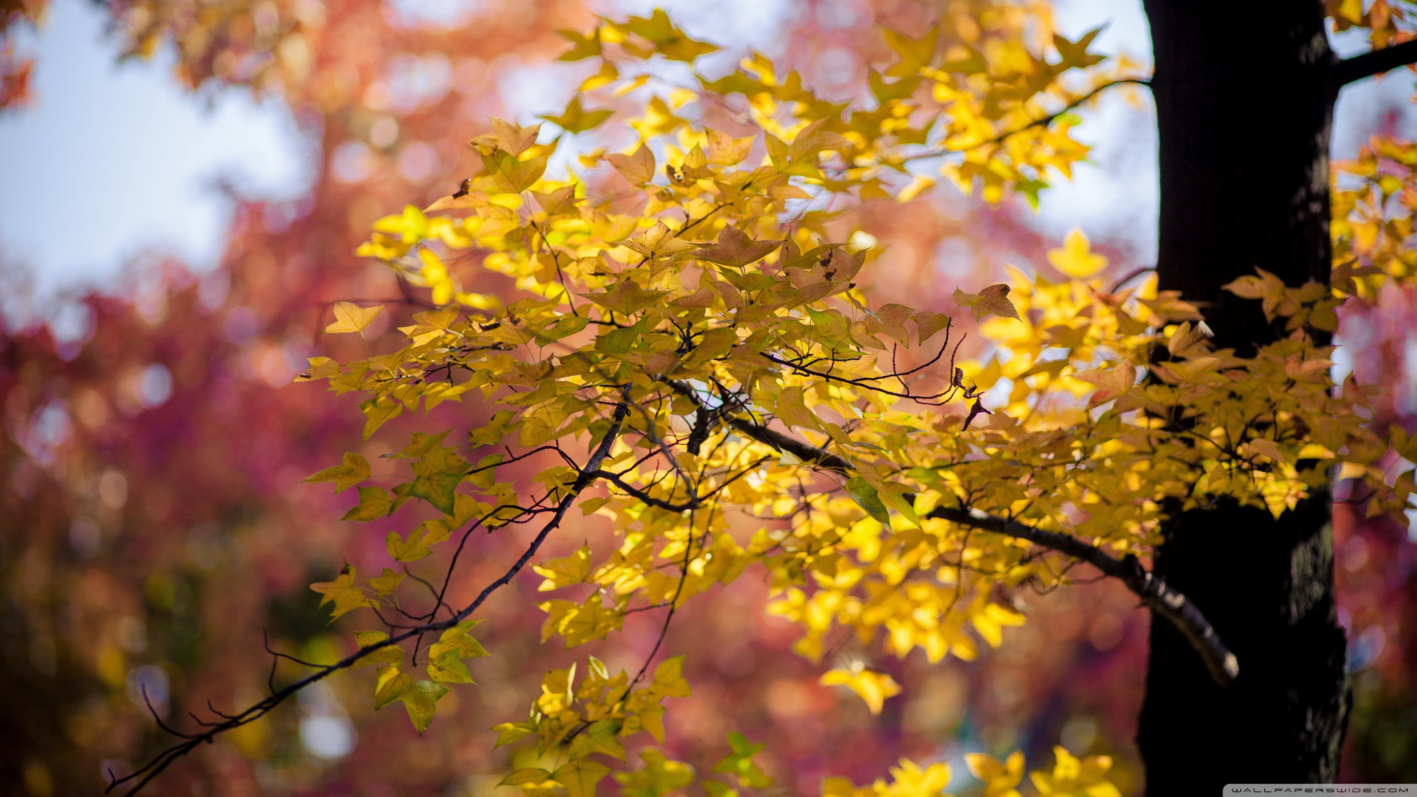 Golden Autumn Leaves ❤ 4K HD Desktop Wallpaper for 4K Ultra