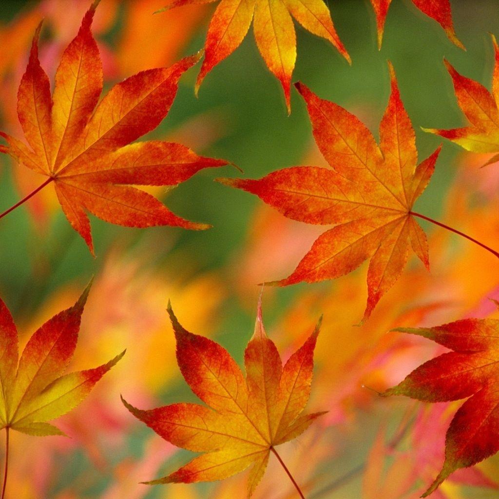 Autumn Leaves iPad Wallpapers Free Download