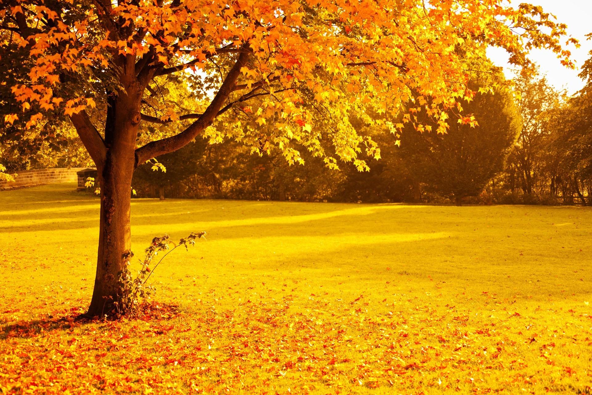 fall, Foliage, Gold, Leaves, Nature, Orange, Park, Red
