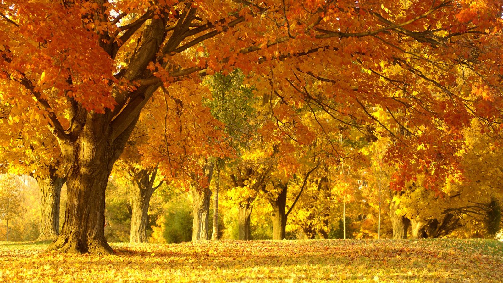 Golden Autumn Tree Wallpaper Autumn Nature Wallpaper in jpg format for free download