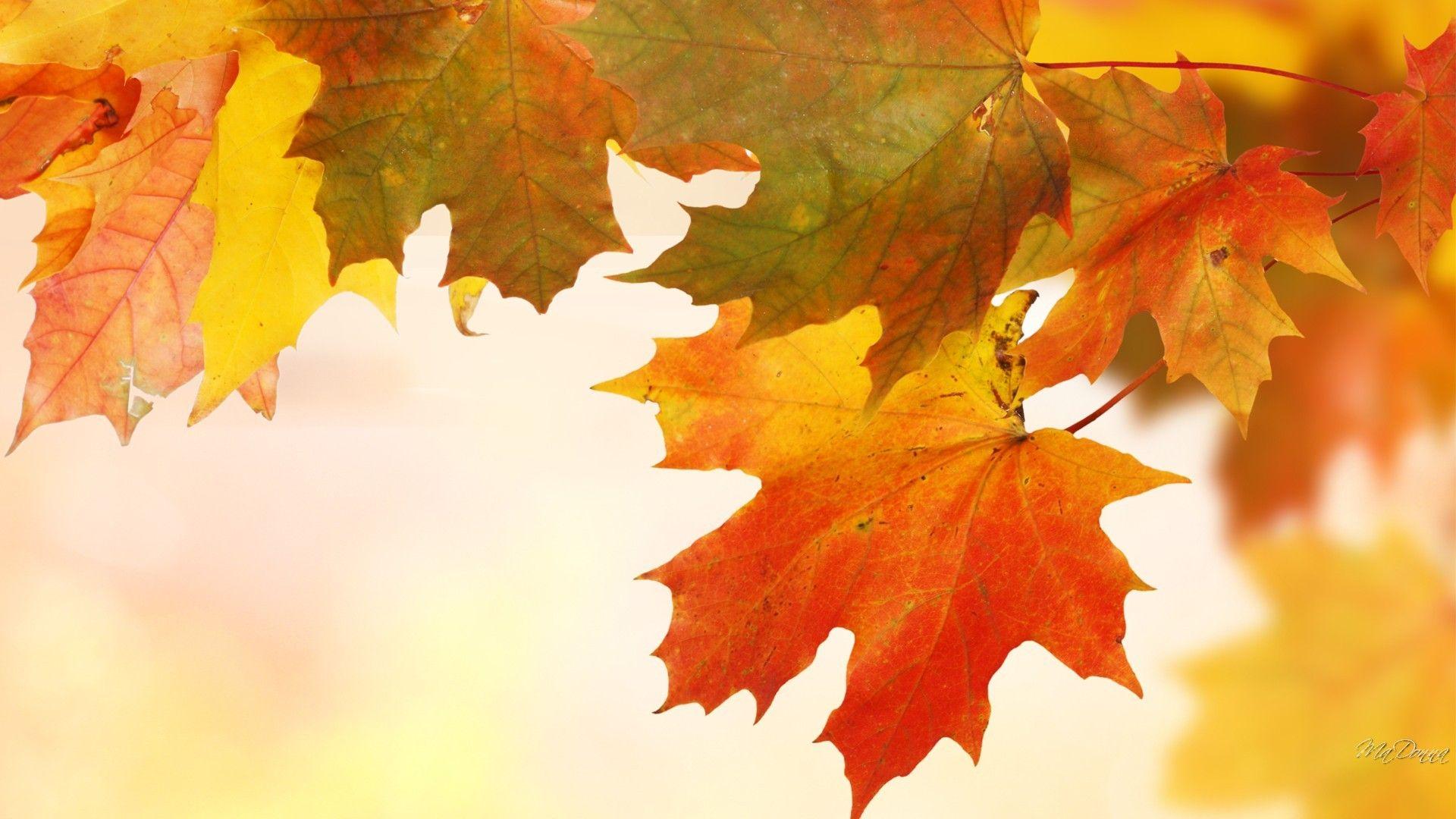 Soft Autumn Wallpaper