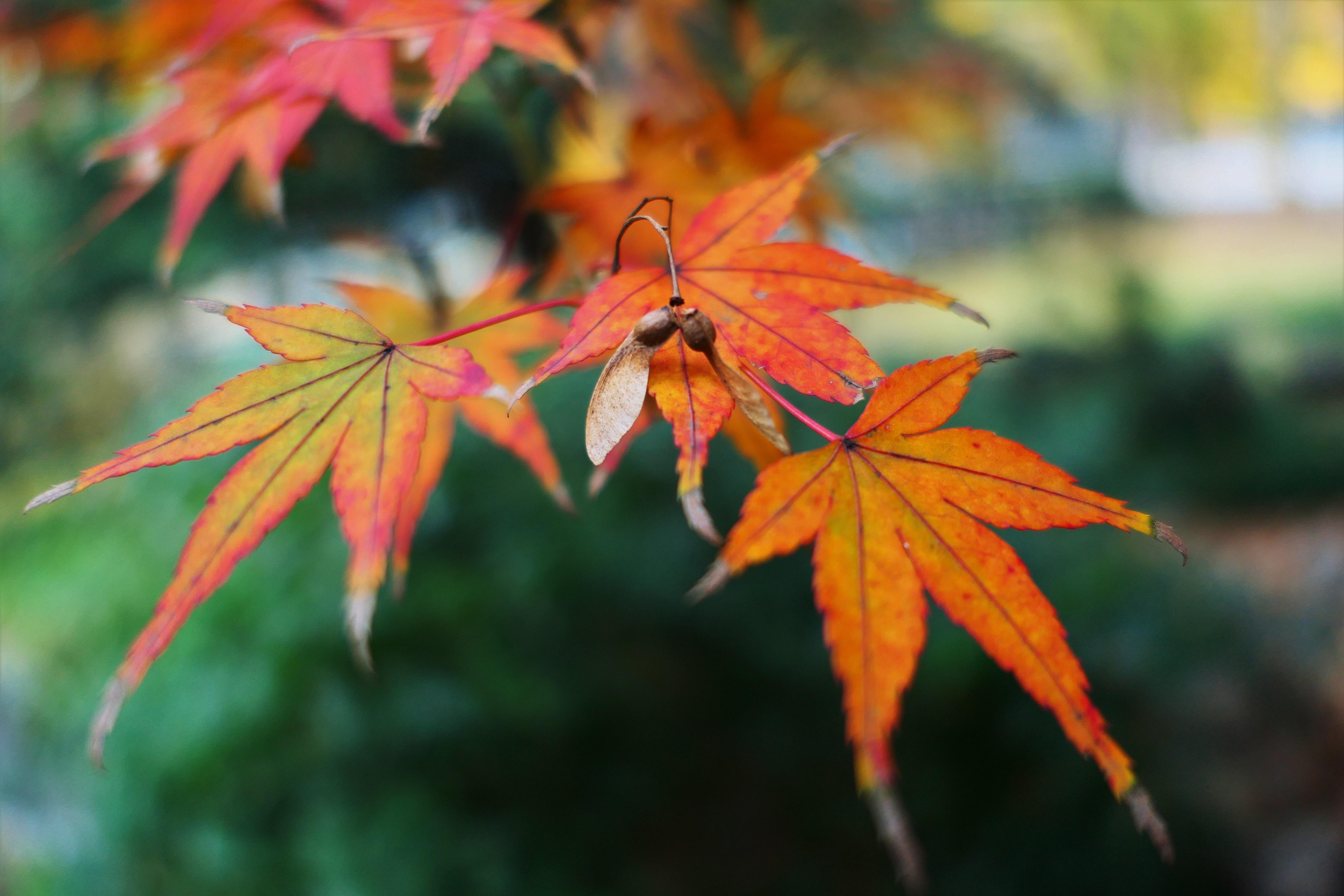 Fall Leaf Autumn Maple Golden Snitch, HD Nature, 4k