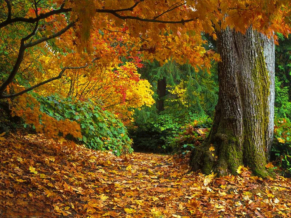 Beautiful Natural Autumn Season Wallpaper With Golden