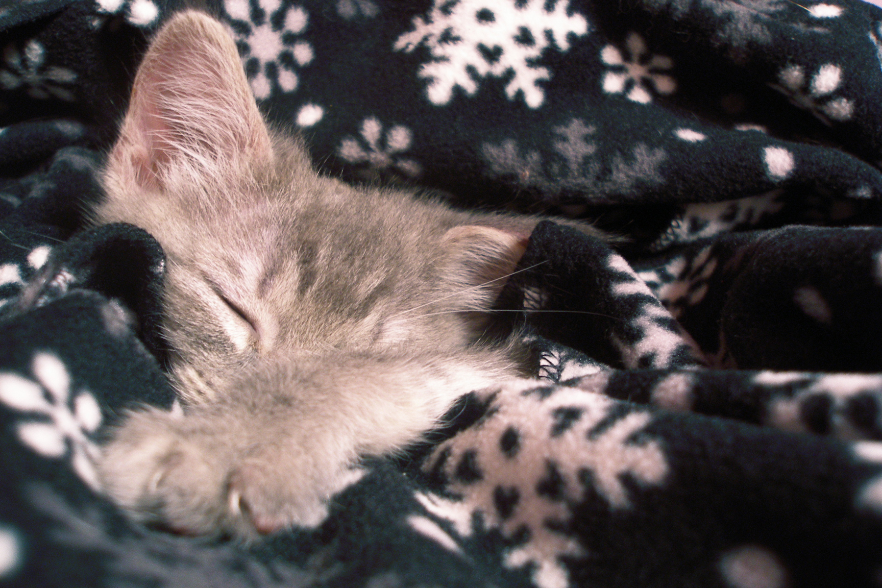 warm and cozy Kittens Photo