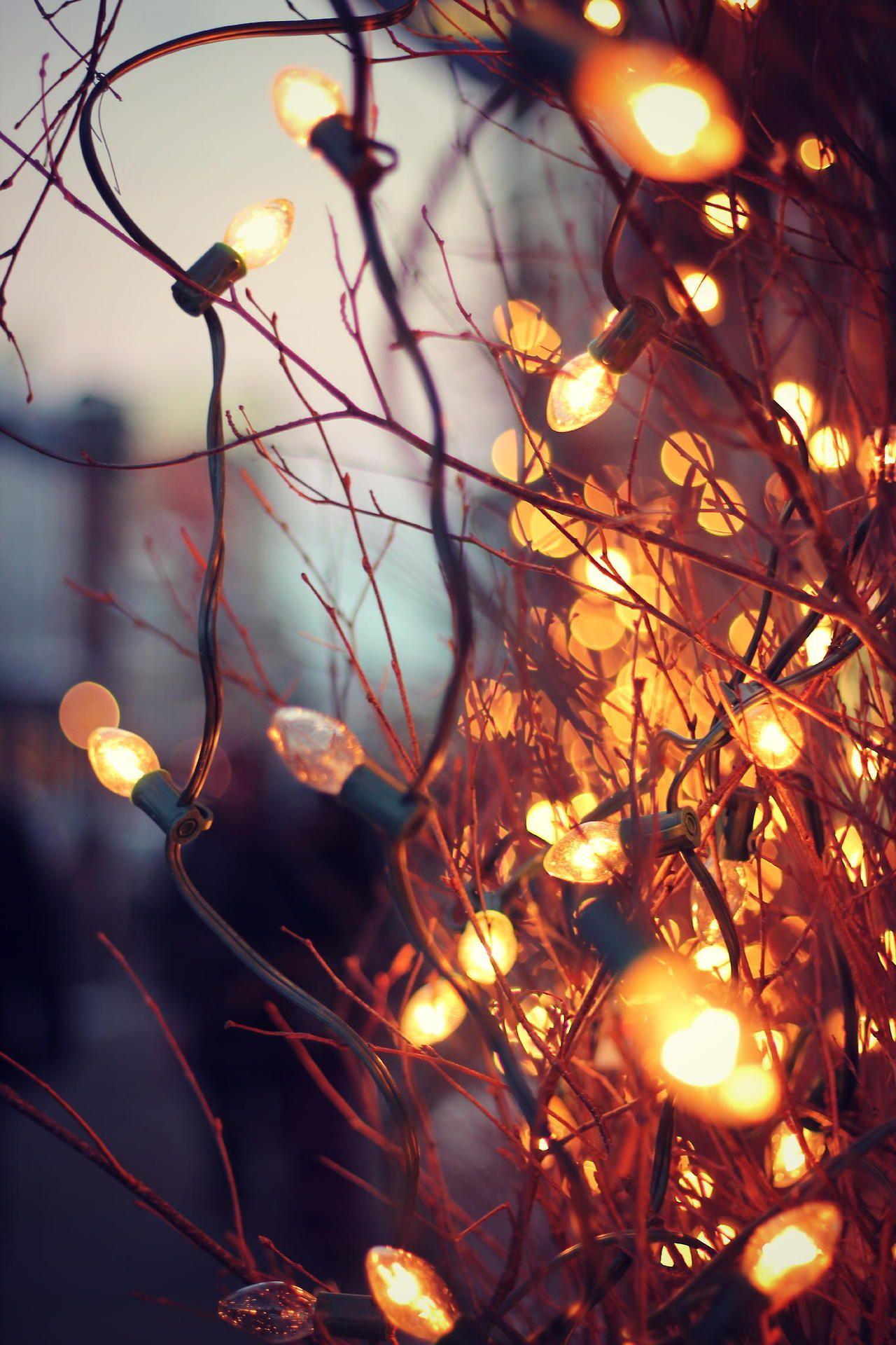 warm lights strung on thin branches in the cold winter air. love this. Fall wallpaper, Christmas wallpaper, Autumn cozy