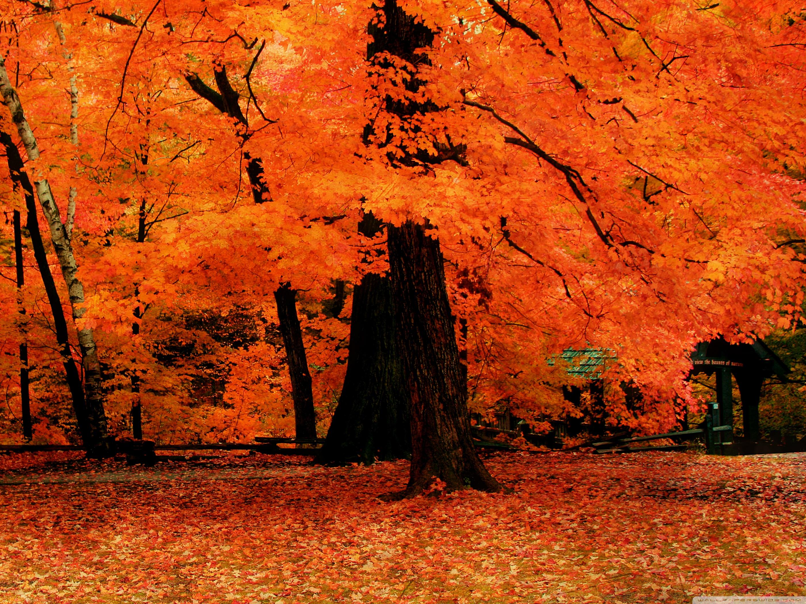 Orange Fall Ultra HD Desktop Background Wallpaper for 4K UHD TV, Widescreen & UltraWide Desktop & Laptop, Tablet