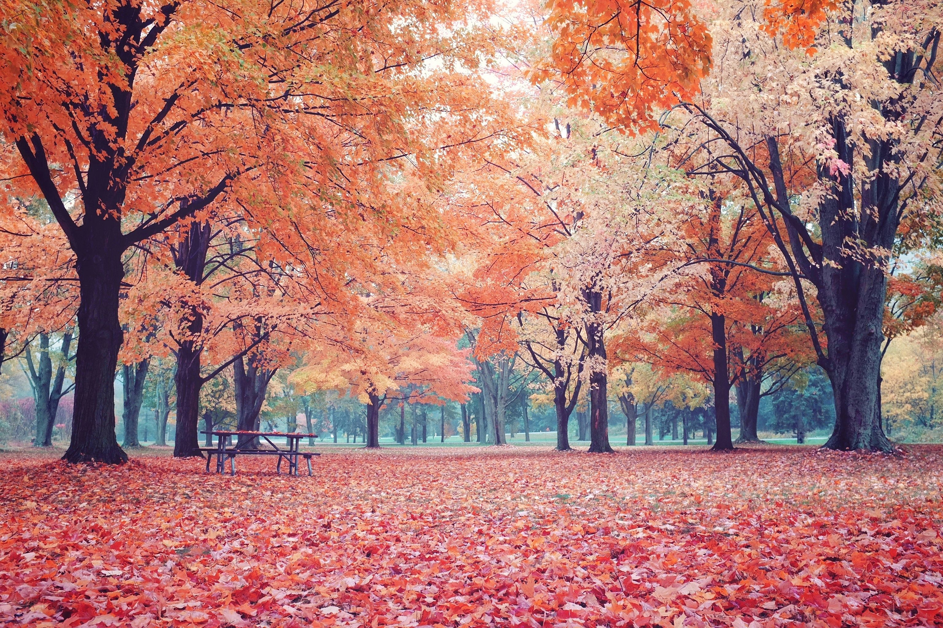 Autumn in Toronto Canada. [OC] [30722048] #reddit. Fall background wallpaper, Retina wallpaper, Earth picture