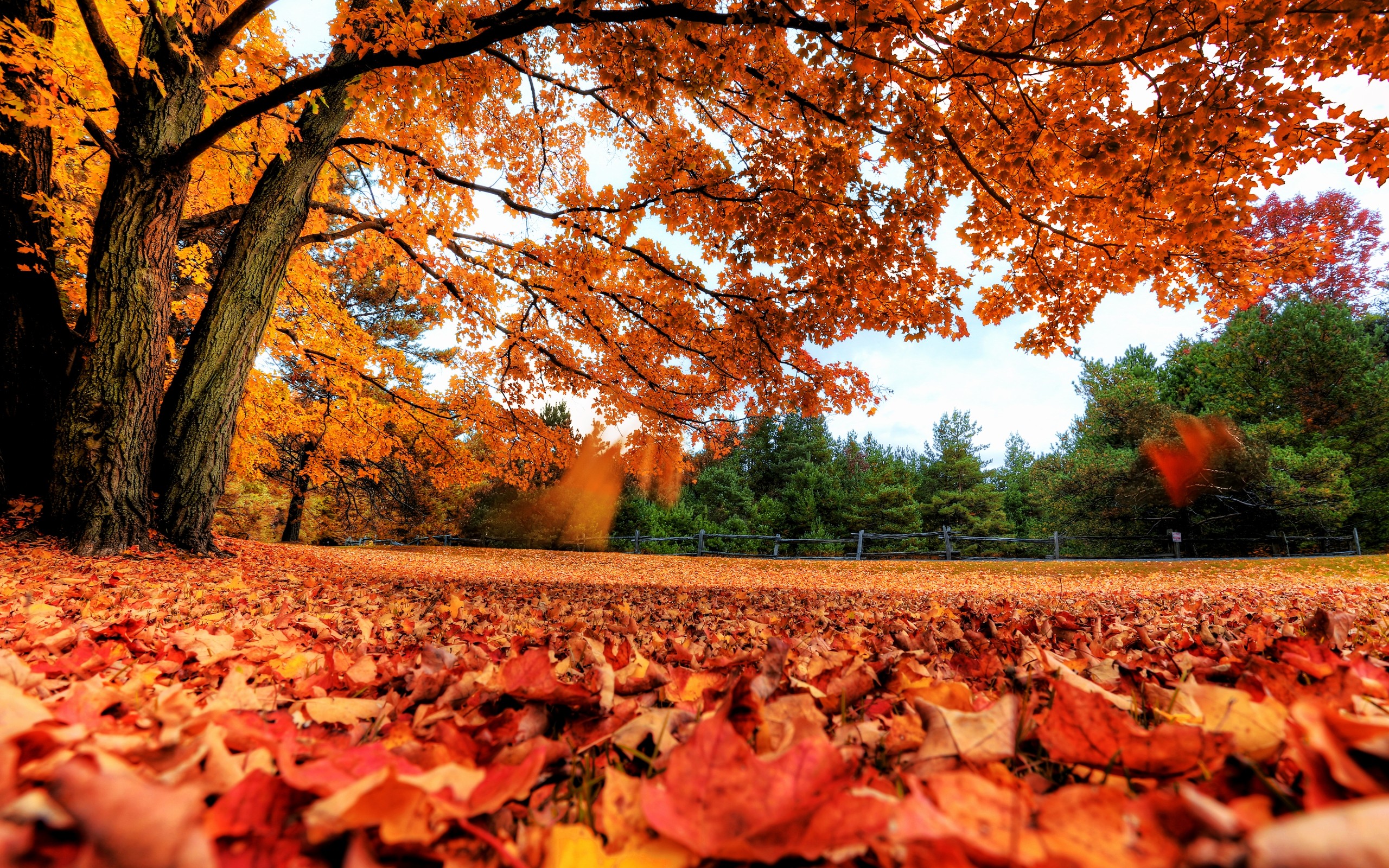 landscapes, Nature, Trees, Autumn, season, Red, Forest, Orange, Canada, Parks, Fallen, Leaves, Autumn Wallpaper HD / Desktop and Mobile Background