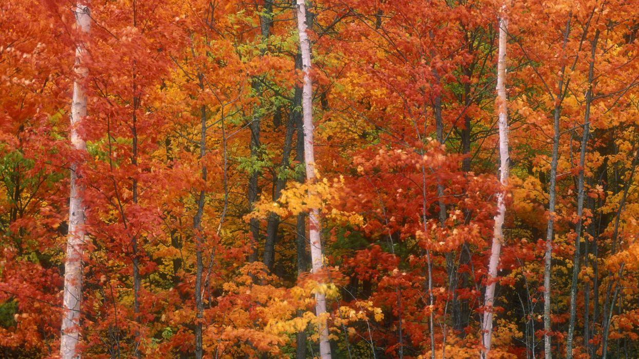 Autumn peak Canada wallpaperx1080