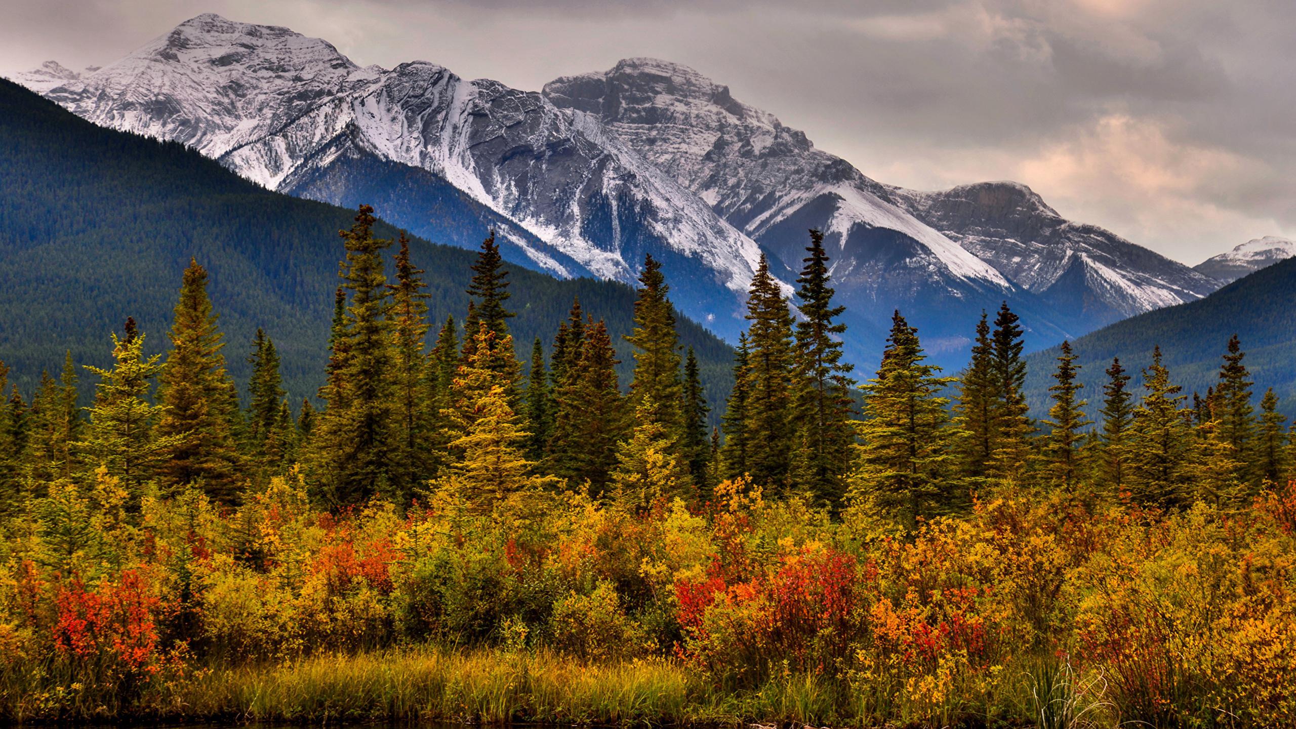 Wallpaper Banff Canada Nature Spruce Autumn mountain Parks