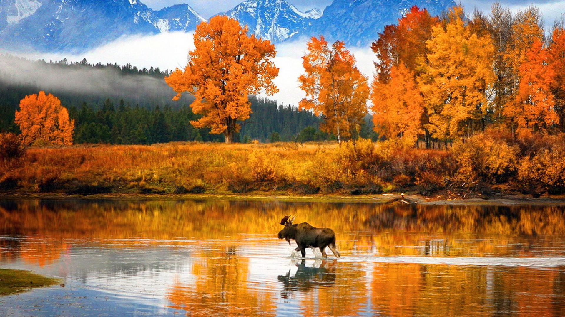 Moose Fall Desktop Wallpaper