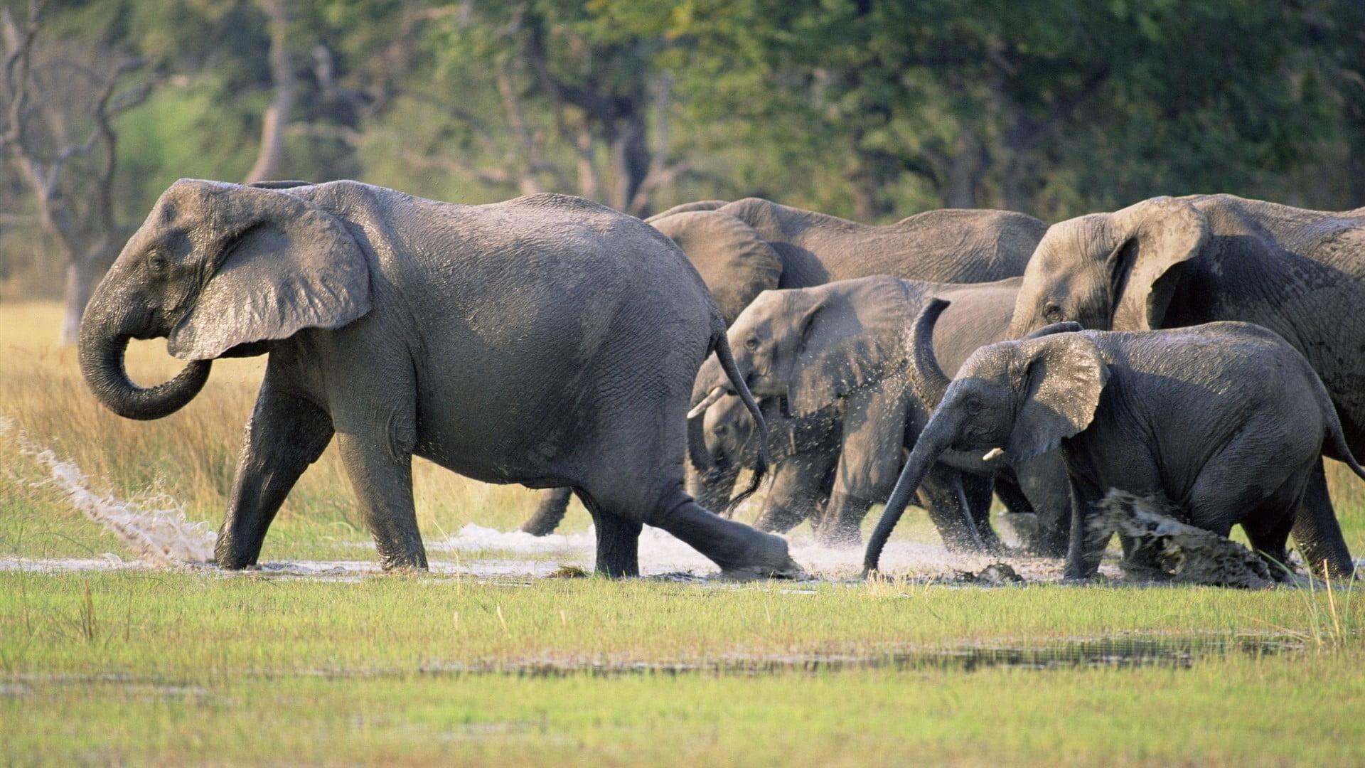 Group Of Elephants Wallpapers - Wallpaper Cave