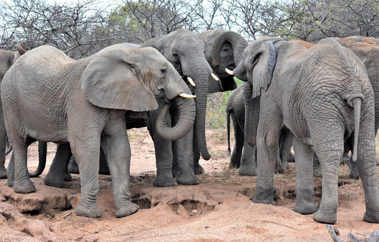 Group Of Elephants Wallpapers - Wallpaper Cave