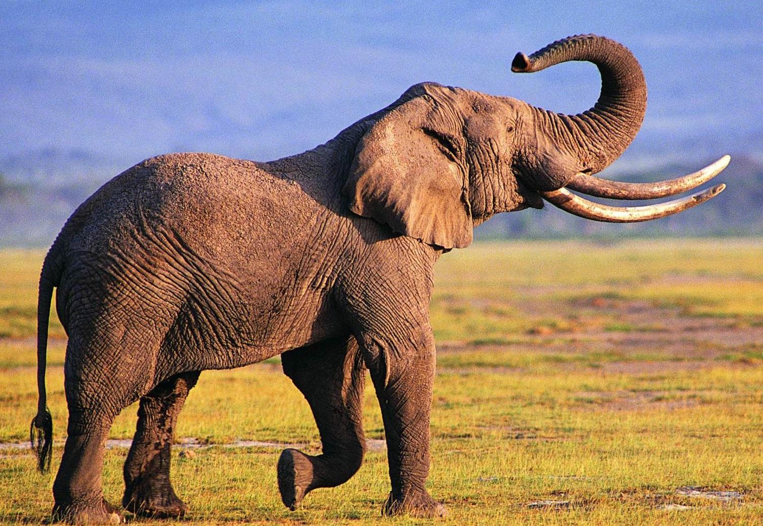Elephant Animal Facts With image HD Wallpaper