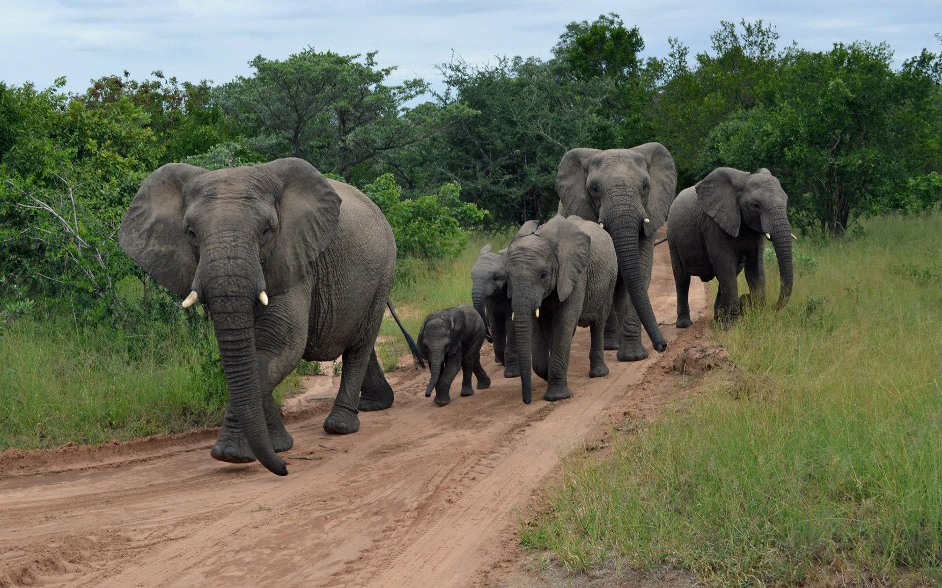 group-of-elephants-wallpapers-wallpaper-cave