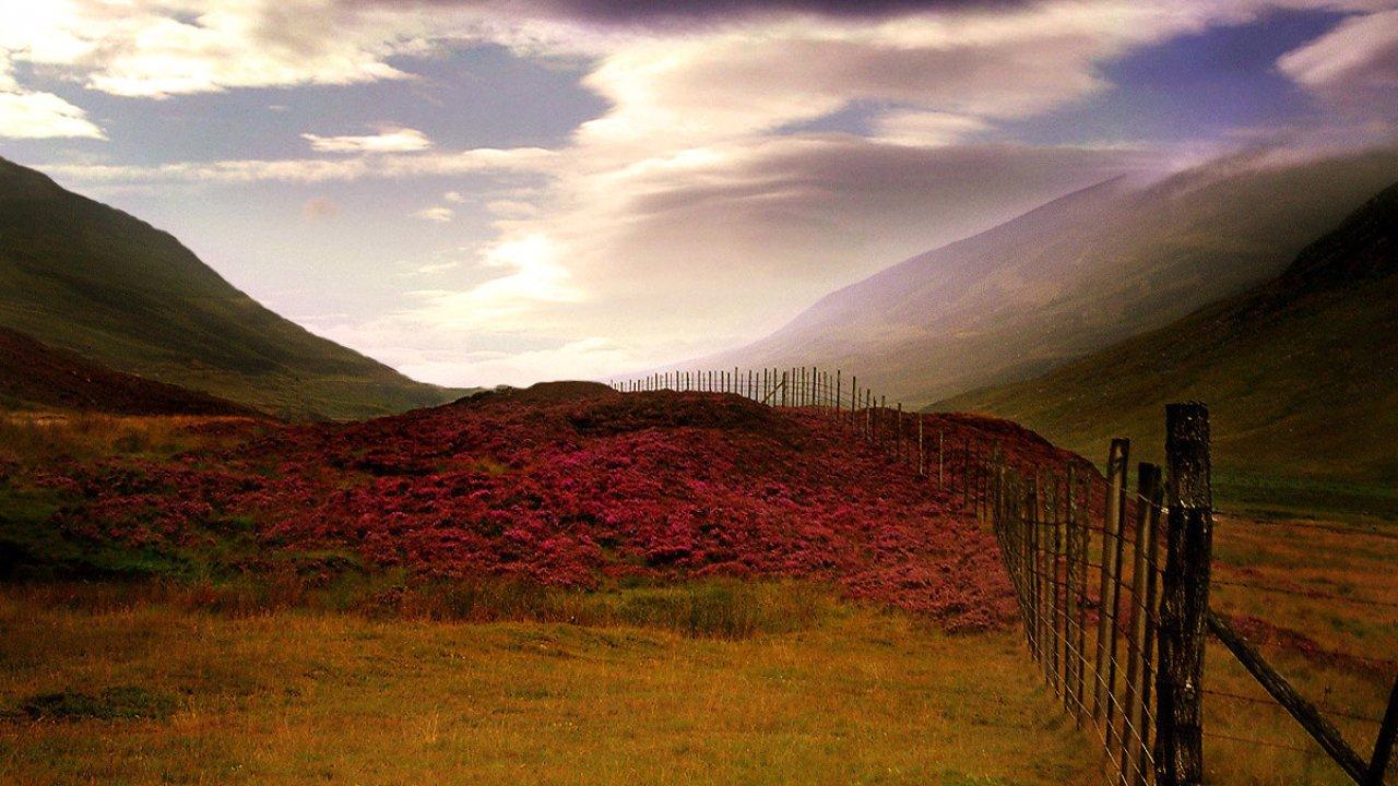 Scottish, Heather, Cool Nature Wallpapers, Amazing Landscape