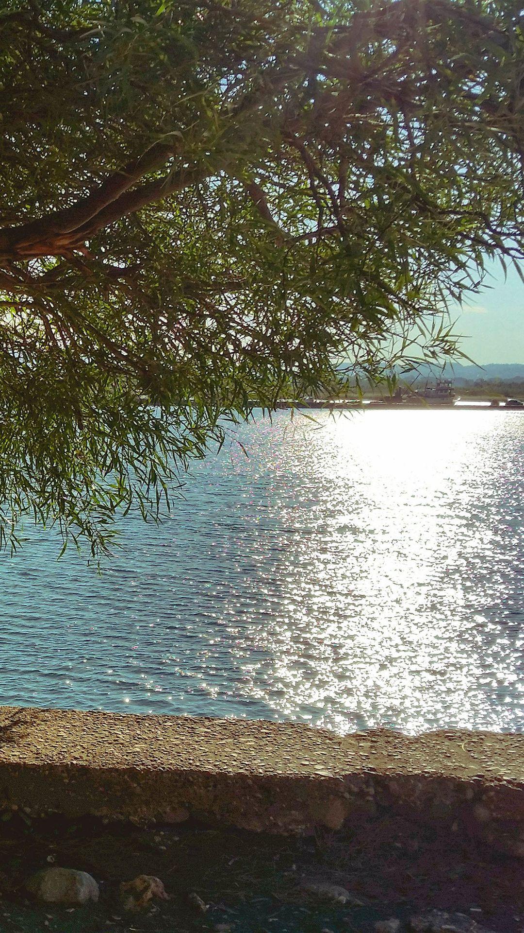 Summer Lake View Tree Sunshine Nature #iPhone #wallpaper