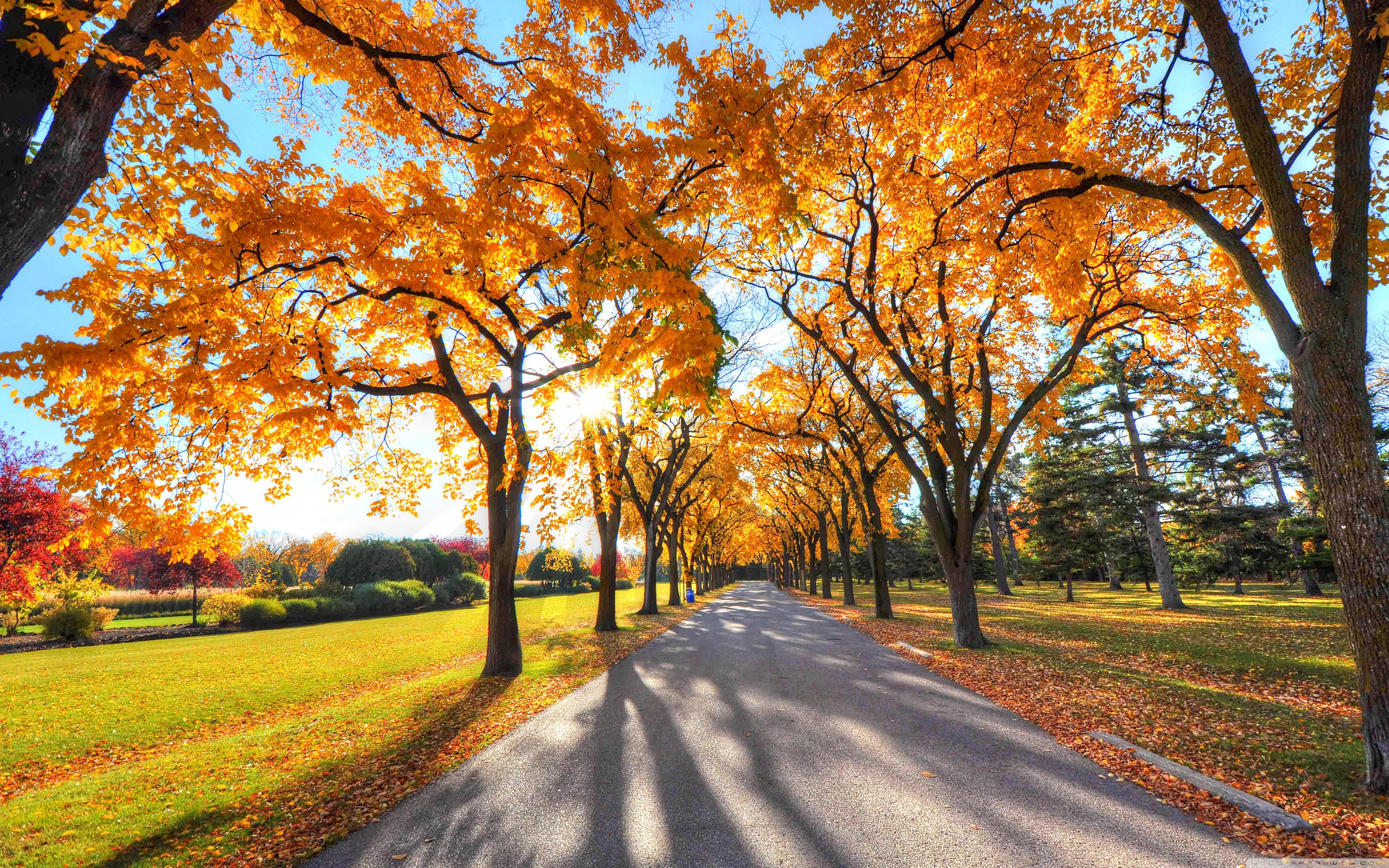 Park Landscape, Autumn ❤ 4K HD Desktop Wallpaper for • Dual
