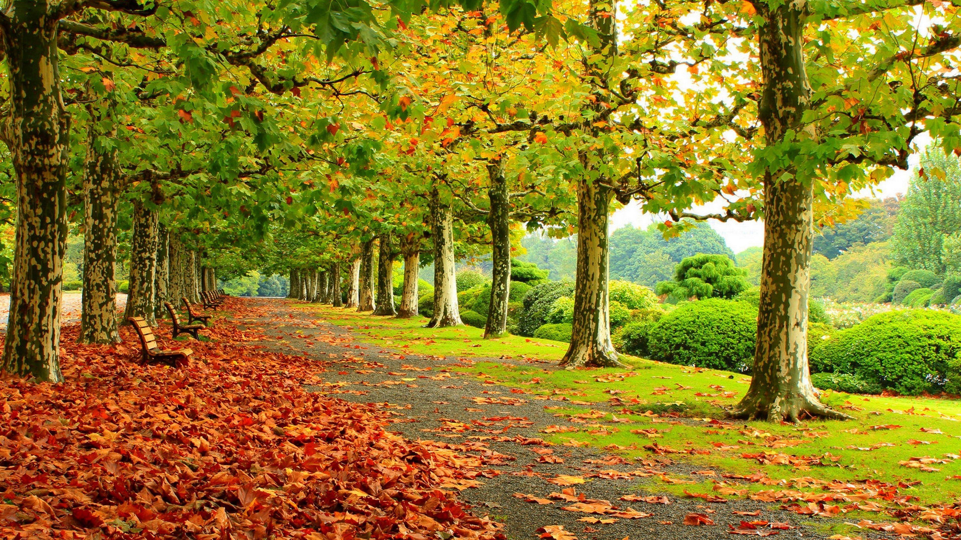 Path in the autumn park HD desktop wallpaper, Widescreen
