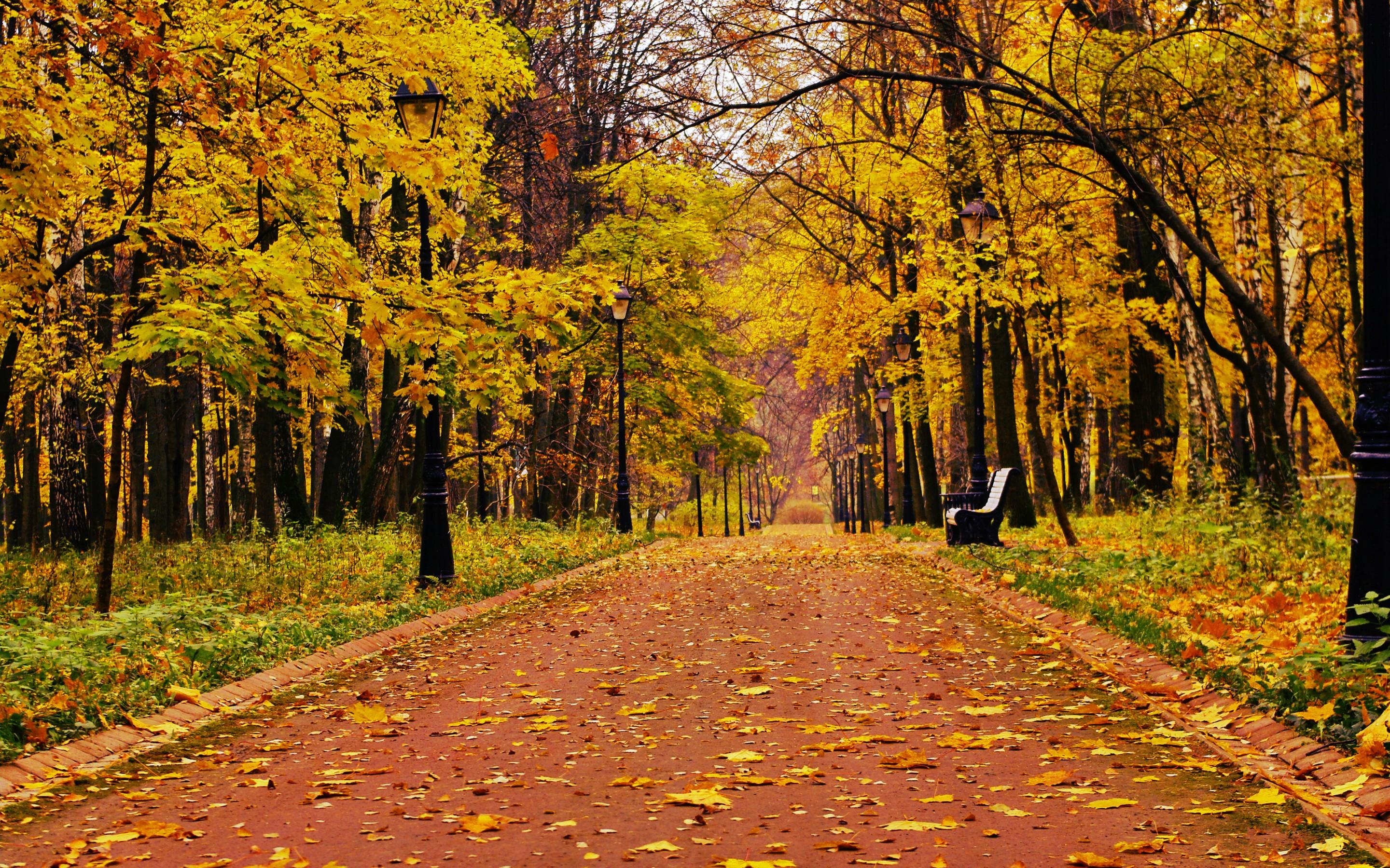 Park forest alone bench bench mood autumn fall wallpaper