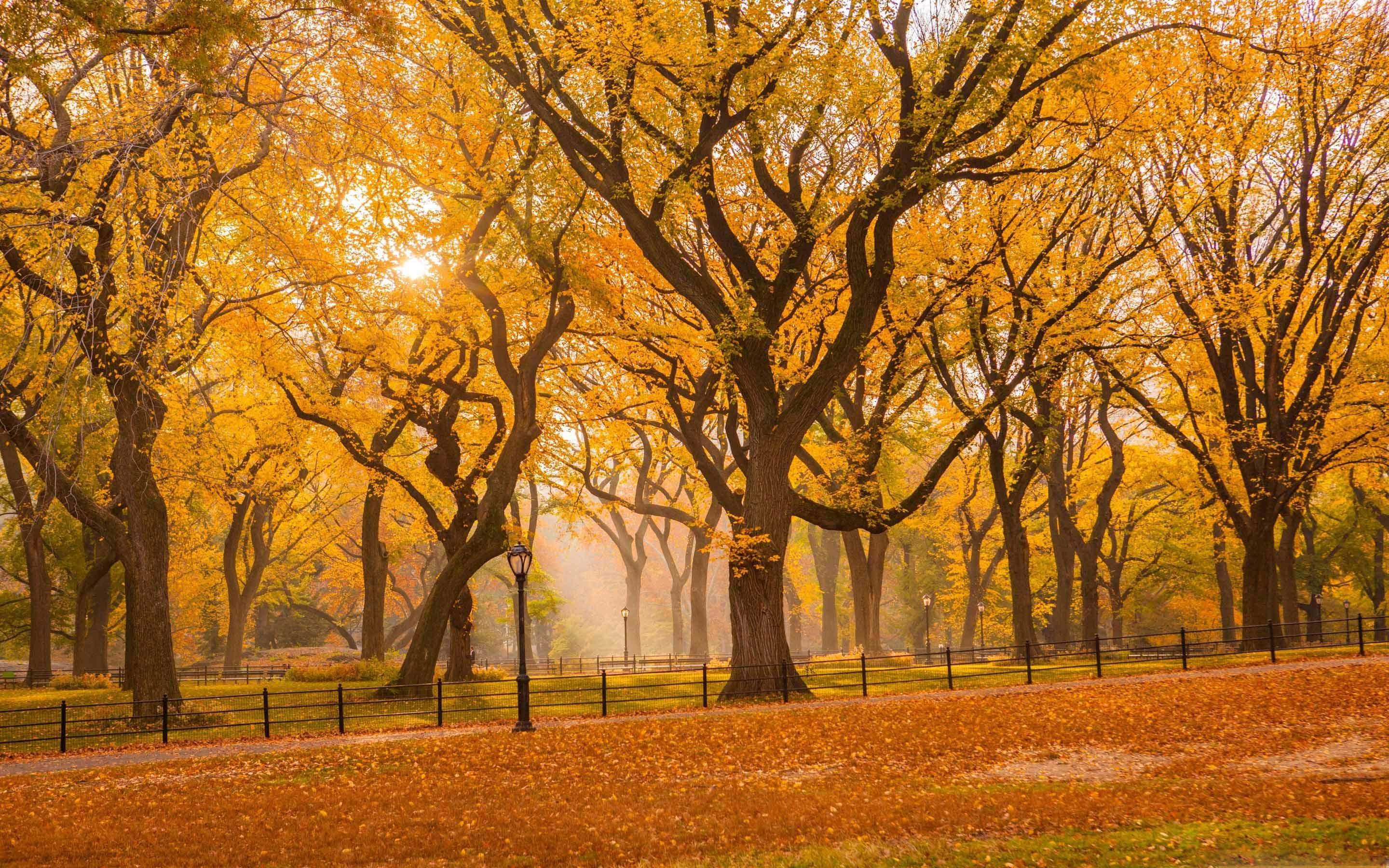 Central Park Fall Foliage Mac Wallpaper Download