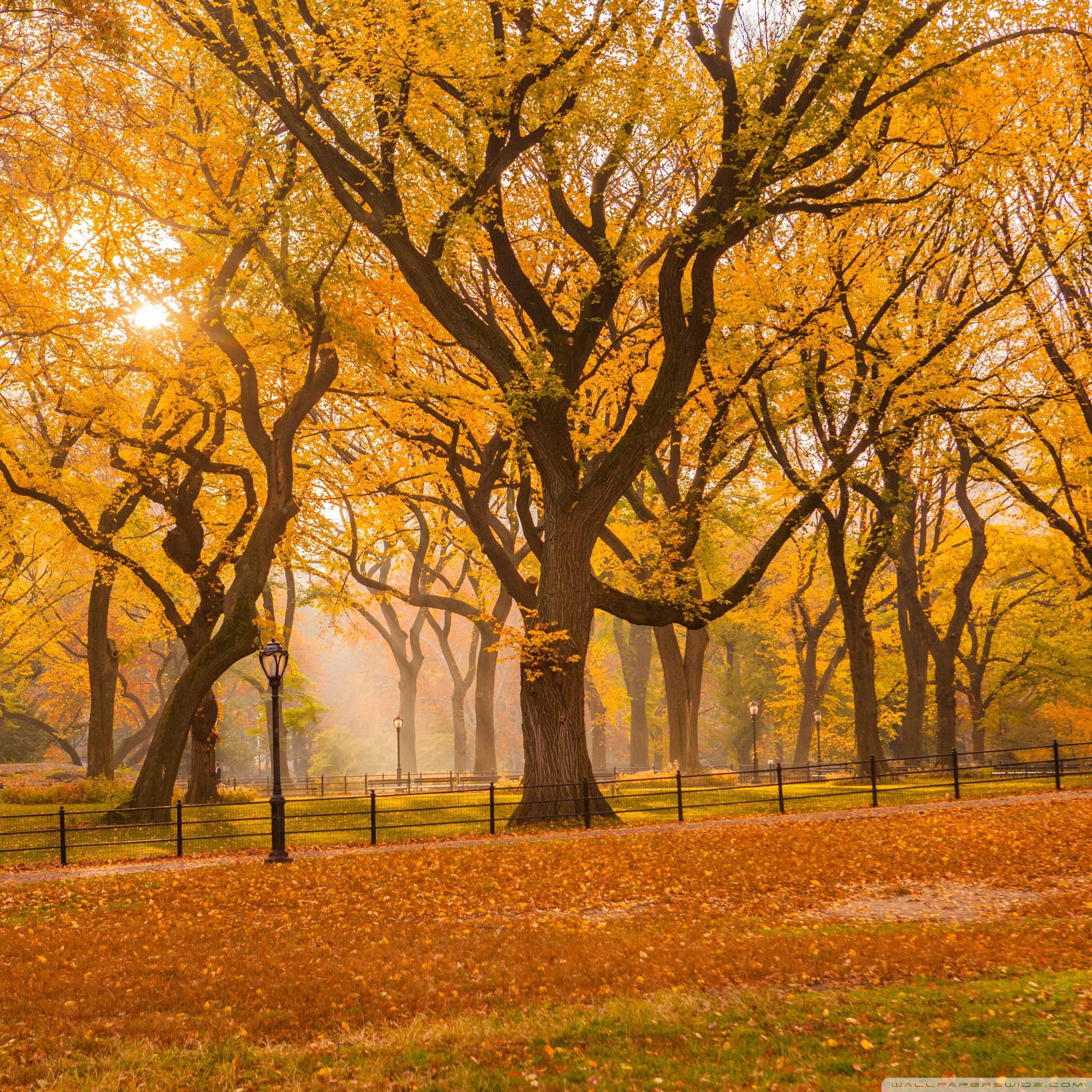 Central Park Fall Foliage ❤ 4K HD Desktop Wallpaper for 4K