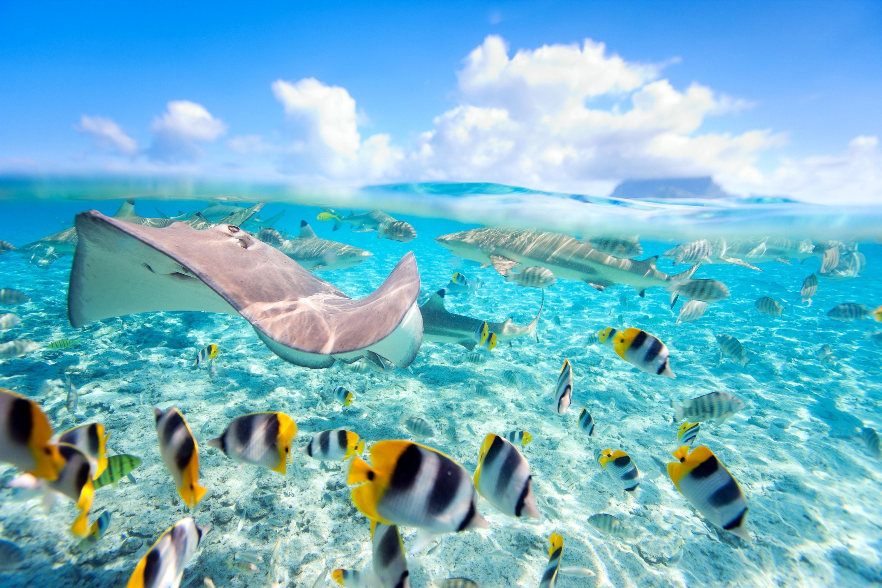 Stingray HD Wallpaper and Background Image