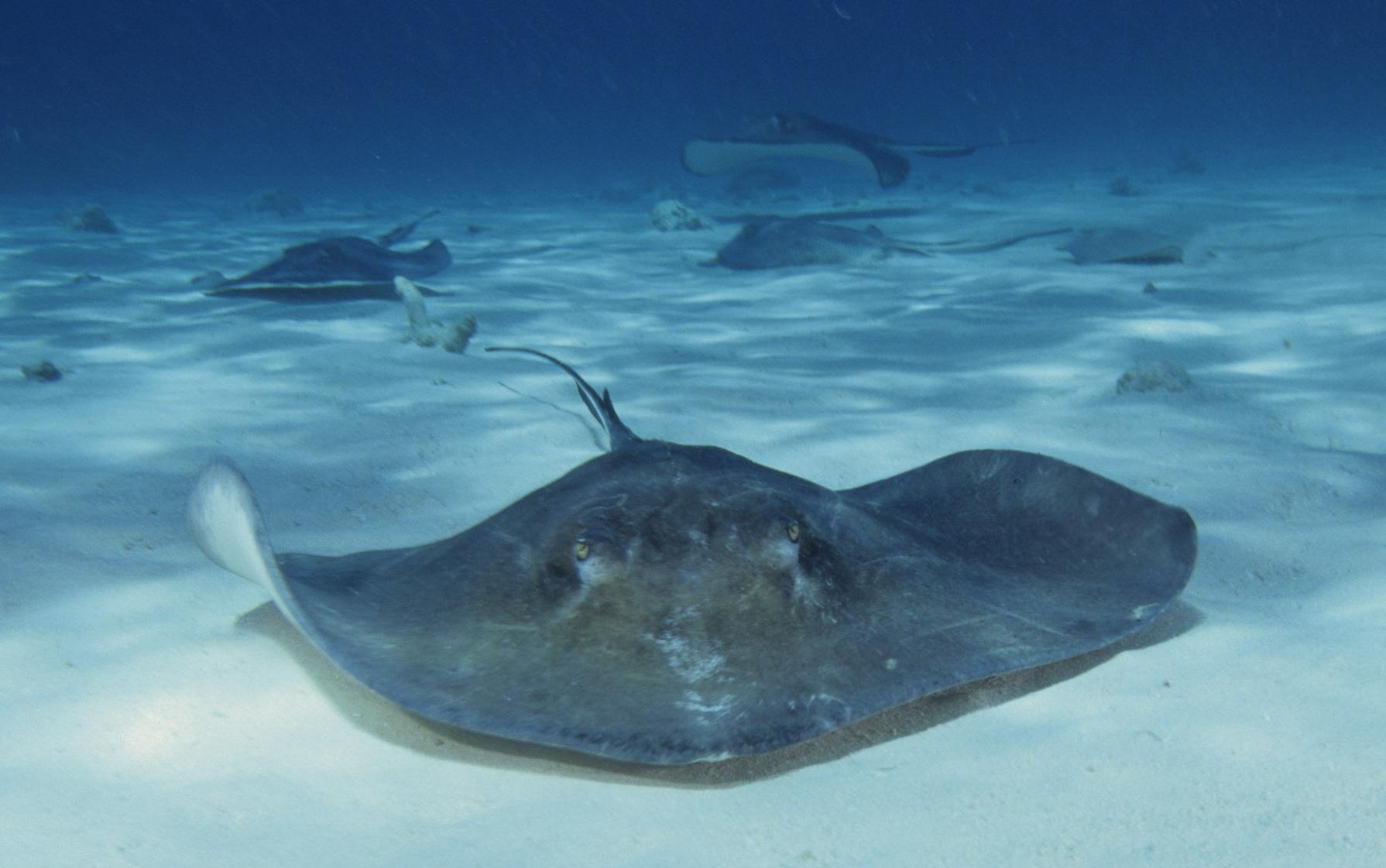 Stingray Picture on Animal Picture Society