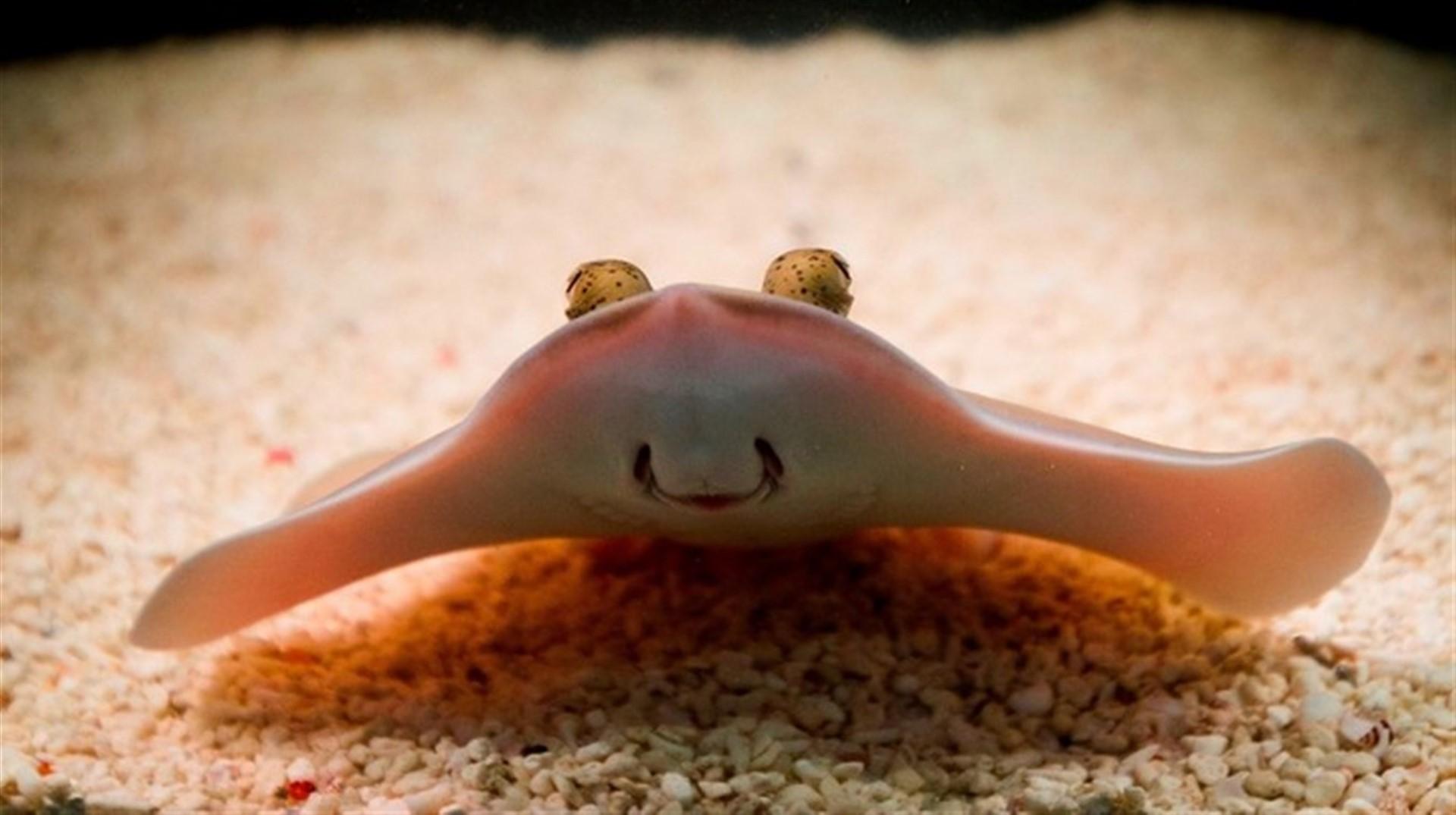 Sting ray wallpaper Gallery