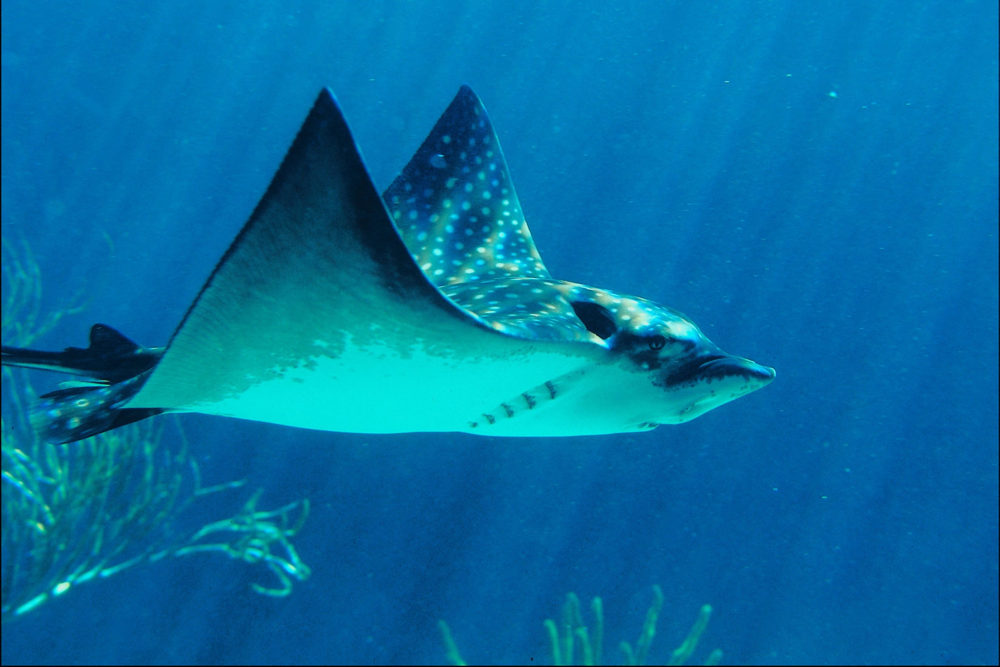 Живут в основном в водной среде. Скат орляк пятнистый. Рохлевый Скат. Скаты индийского океана. Stingray ray.