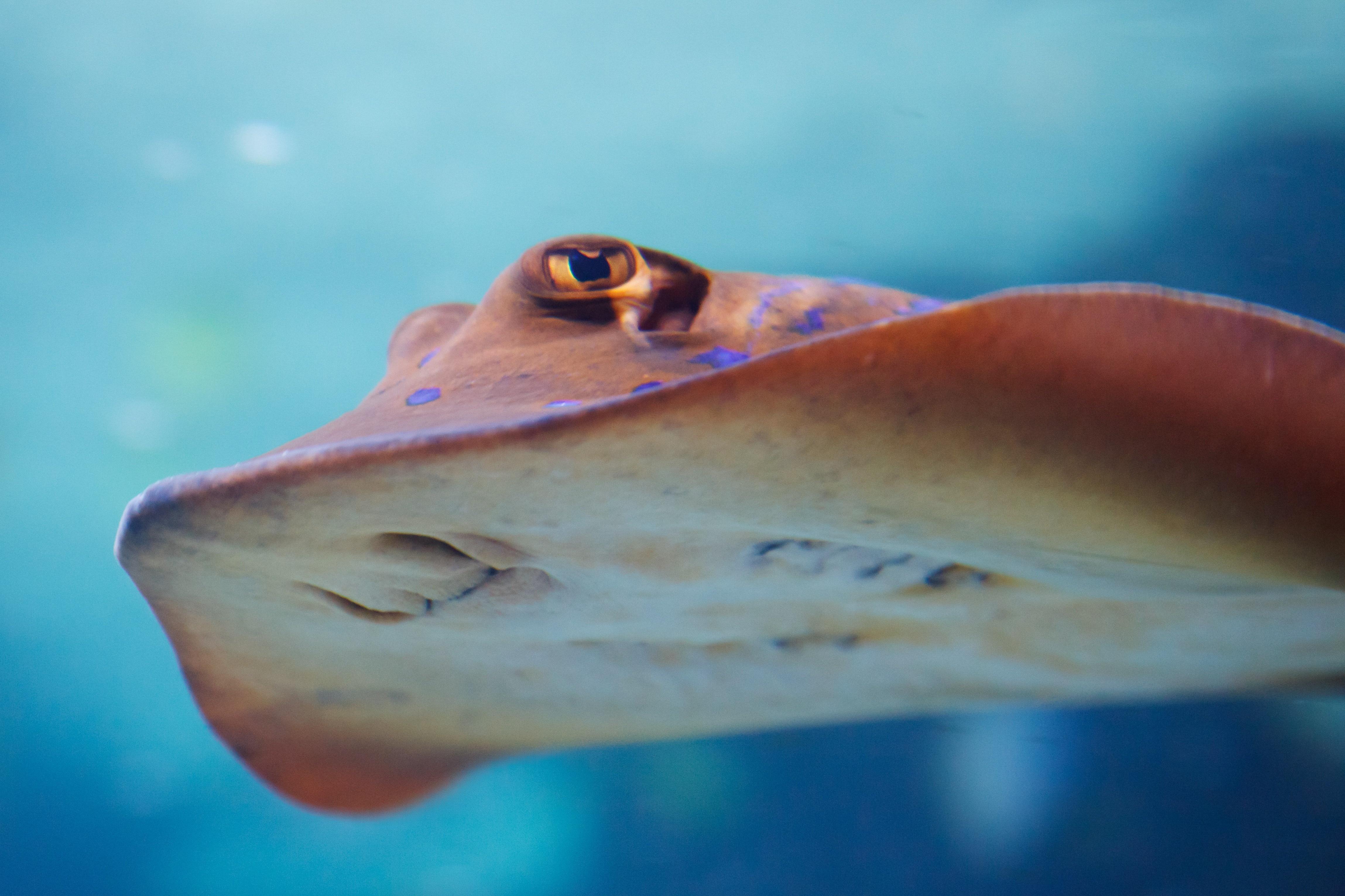 Rays, Animal, Blue Spotted Stingrays, underwater, one animal