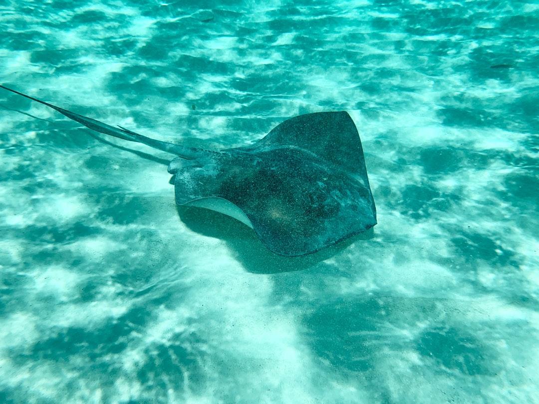 Stingray Picture. Download Free Image