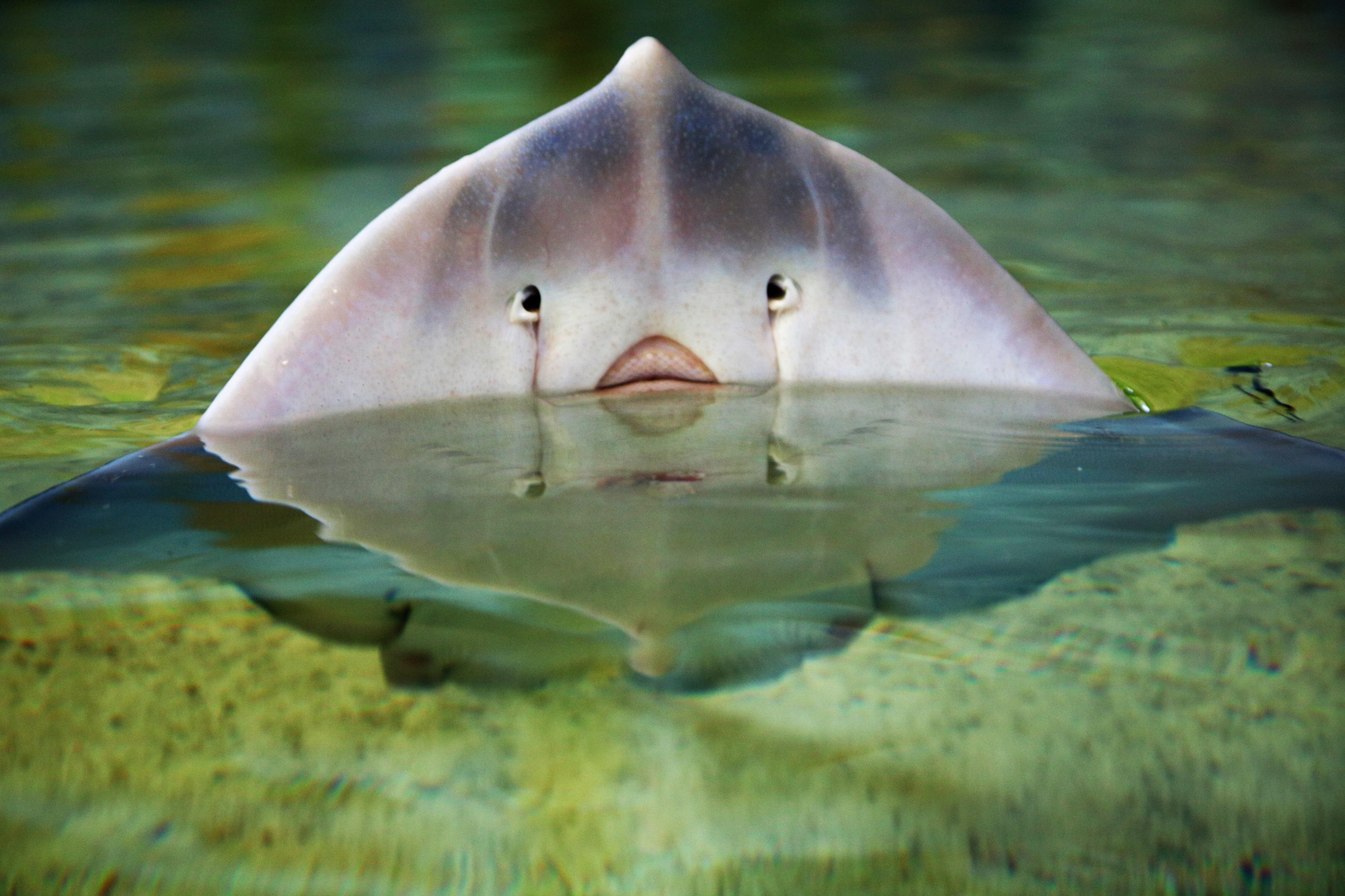 gray stingray free image