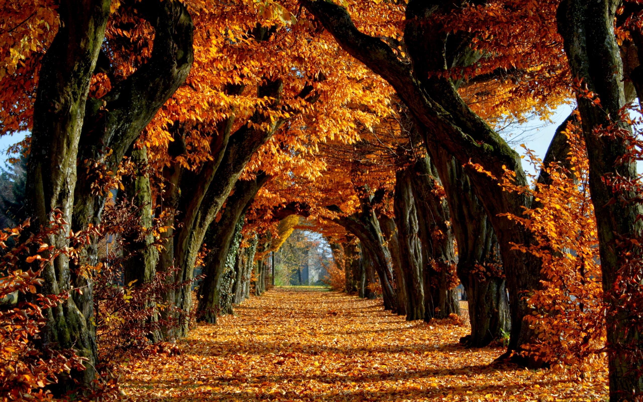 Avenue Autumn Trees Long Term Leaves Gold Path Stock