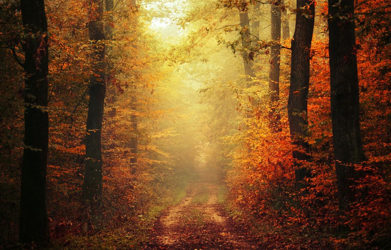 Wallpaper autumn, leaves, fog, way, pathway, trail, autumn colors, path, mist, fall, foliage, woodland, fall colors image for desktop, section природа