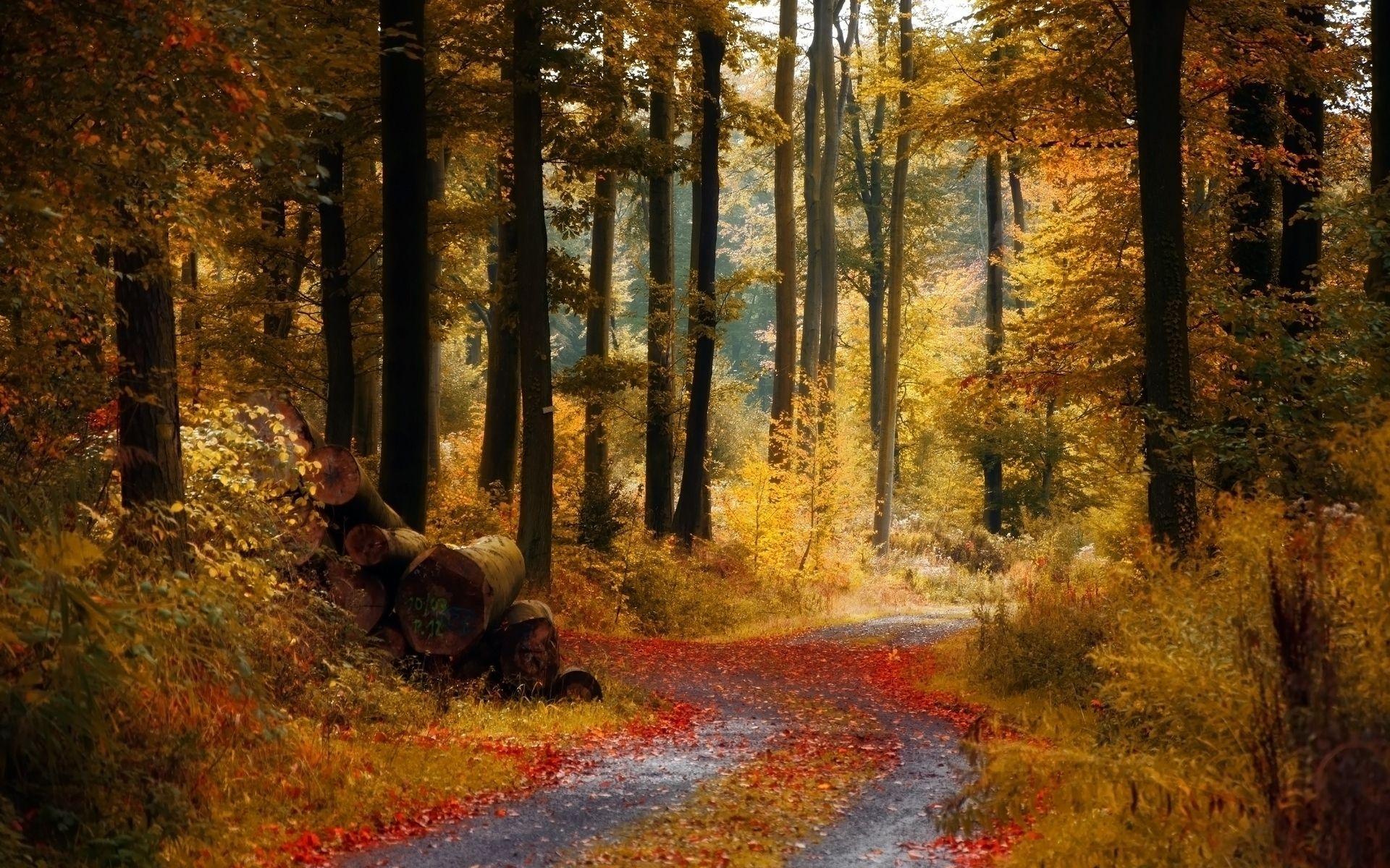 Autumn Path Wallpaper