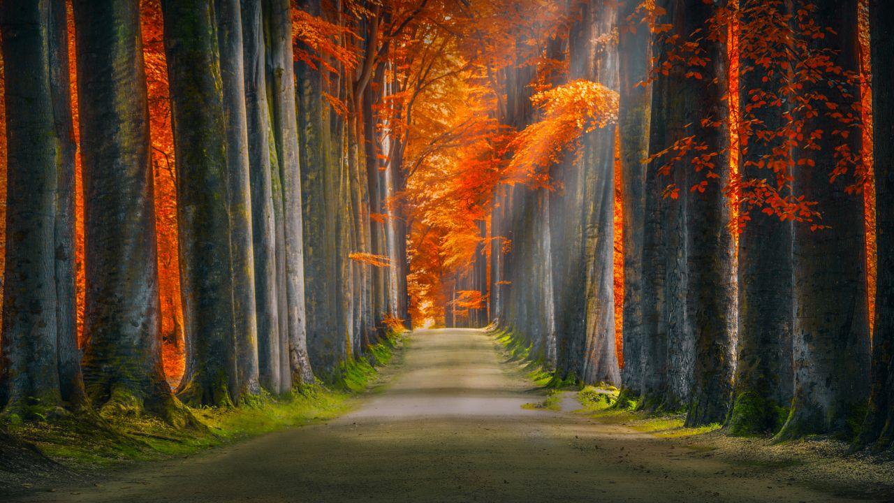 Wallpaper Forest, Autumn, Sunlight, Pathway, 5K, Nature