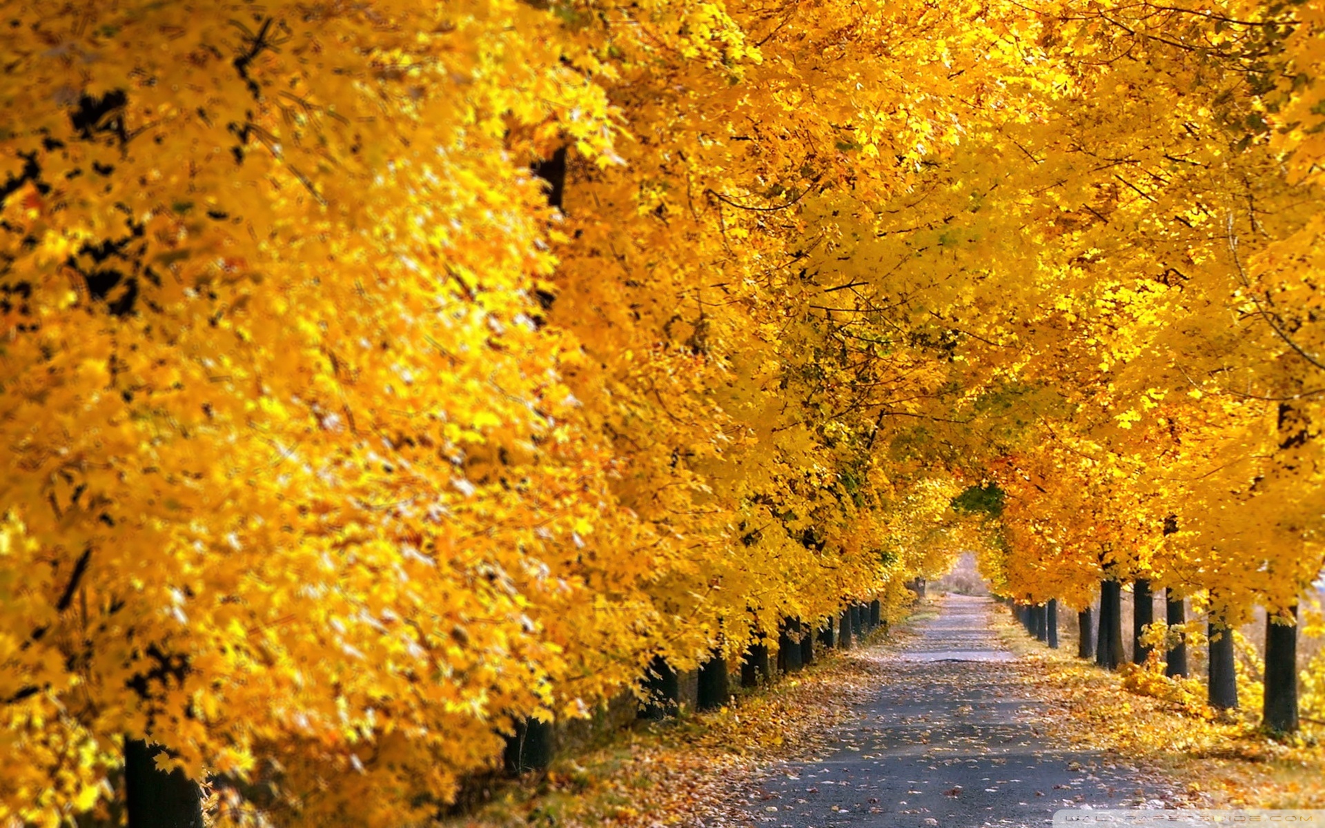 Fall Tree Pathway ❤ 4K HD Desktop Wallpaper for 4K Ultra HD