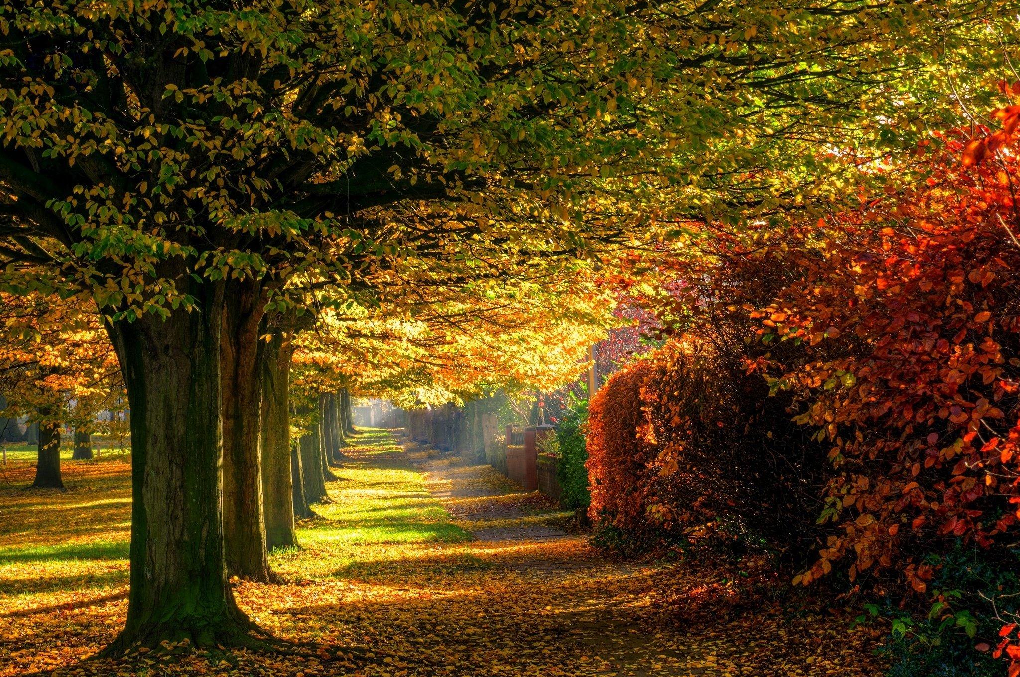 leaves, Park, Trees, Forest, Colorful, Path, Nature, Autumn