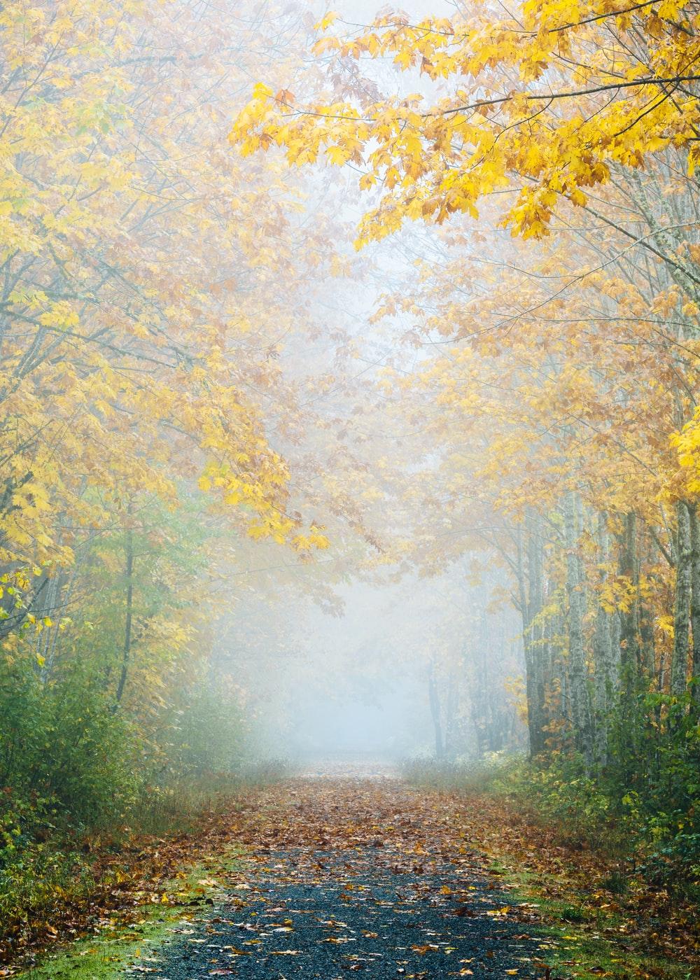 Misty Autumn Path Picture. Download Free Image