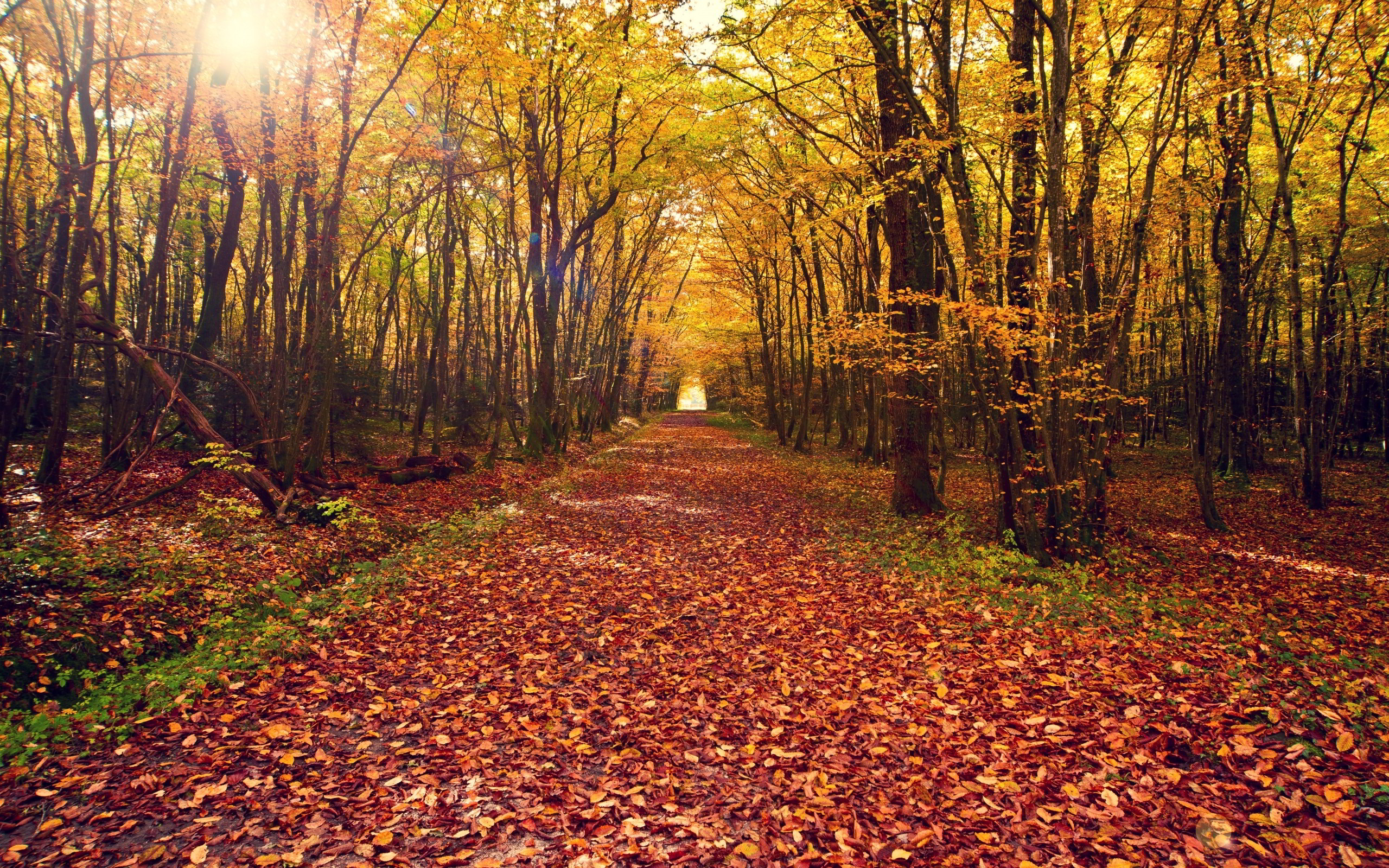 Autumn forest path