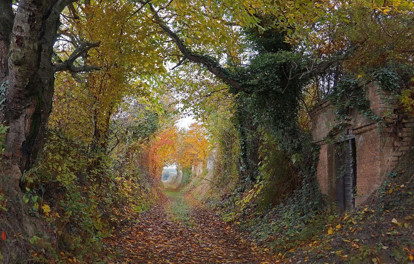 Wallpaper trees, autumn, leaves, way, pathway, autumn colors, countryside, path, door, ruin, ivy image for desktop, section пейзажи