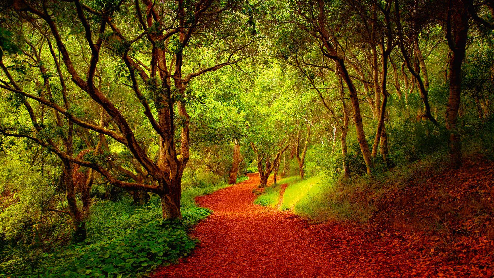 Autumn Season Trees Path In Forest HD Wallpaper