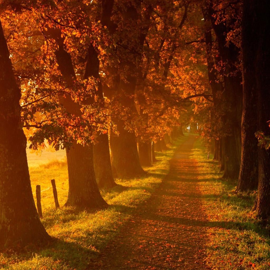 Autumn walk road iPad Wallpaper Free Download