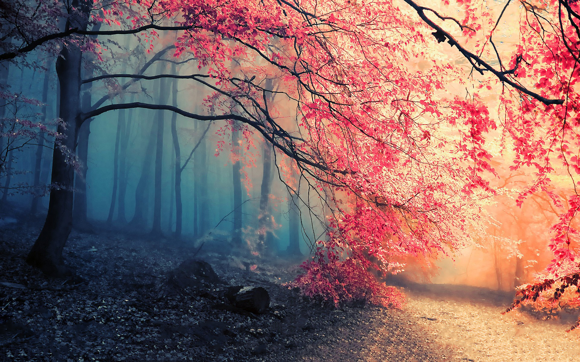 Path autumn forest